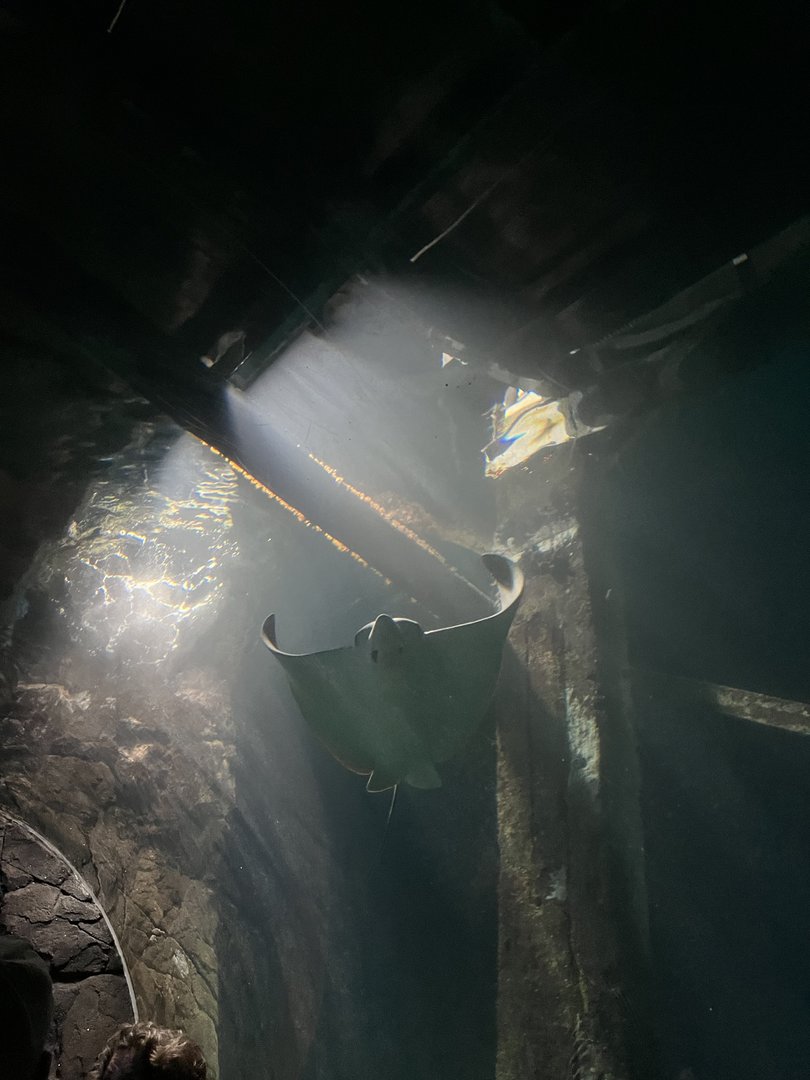 Ocean- Ocellated Eagle Ray 6.7.23