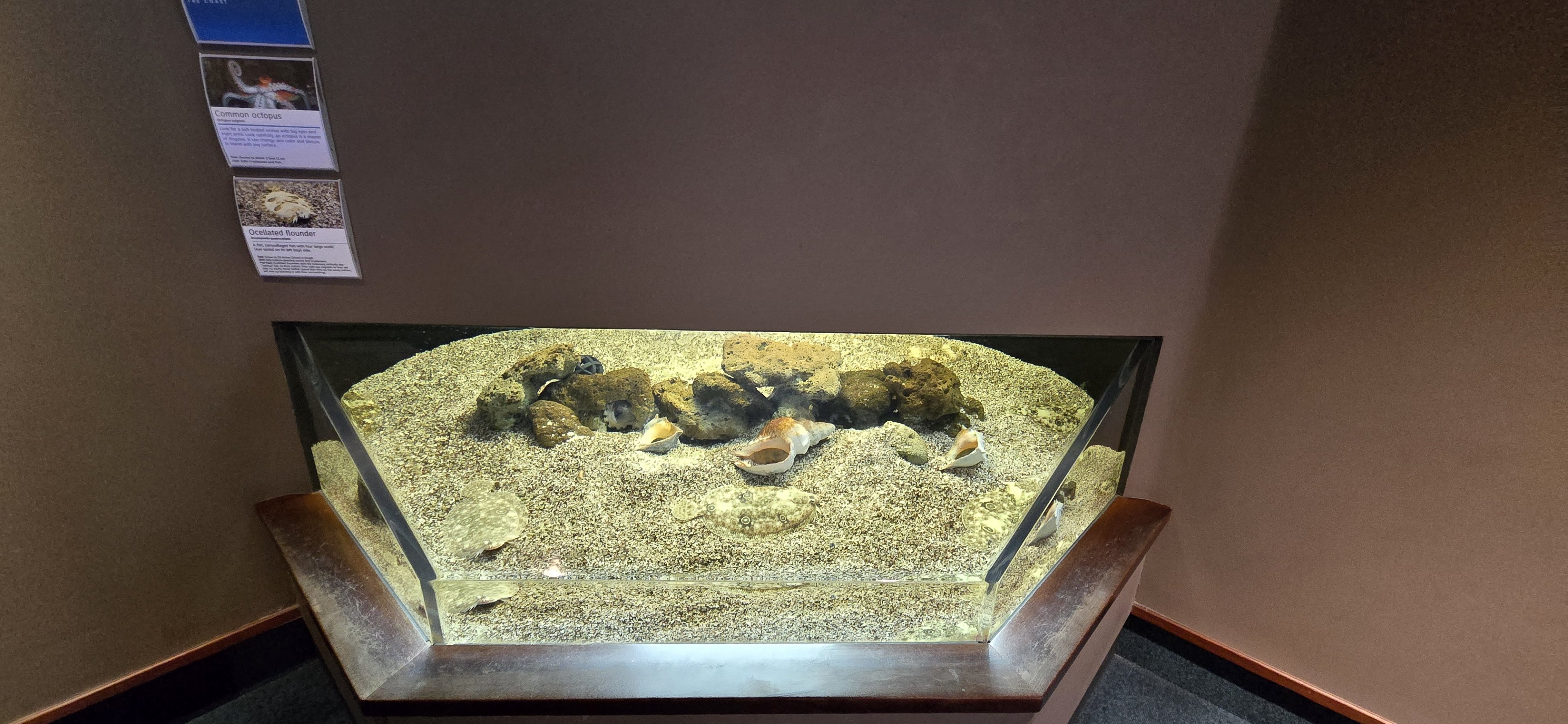 Ocean - Ocellated flounder, common octopus