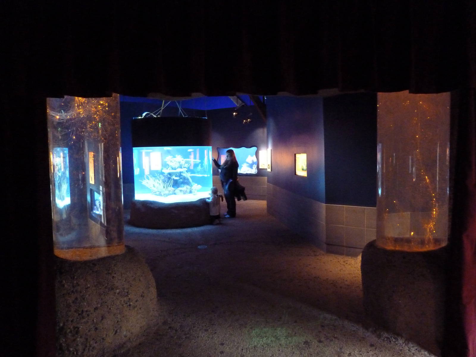 Ocean Oddities Gallery