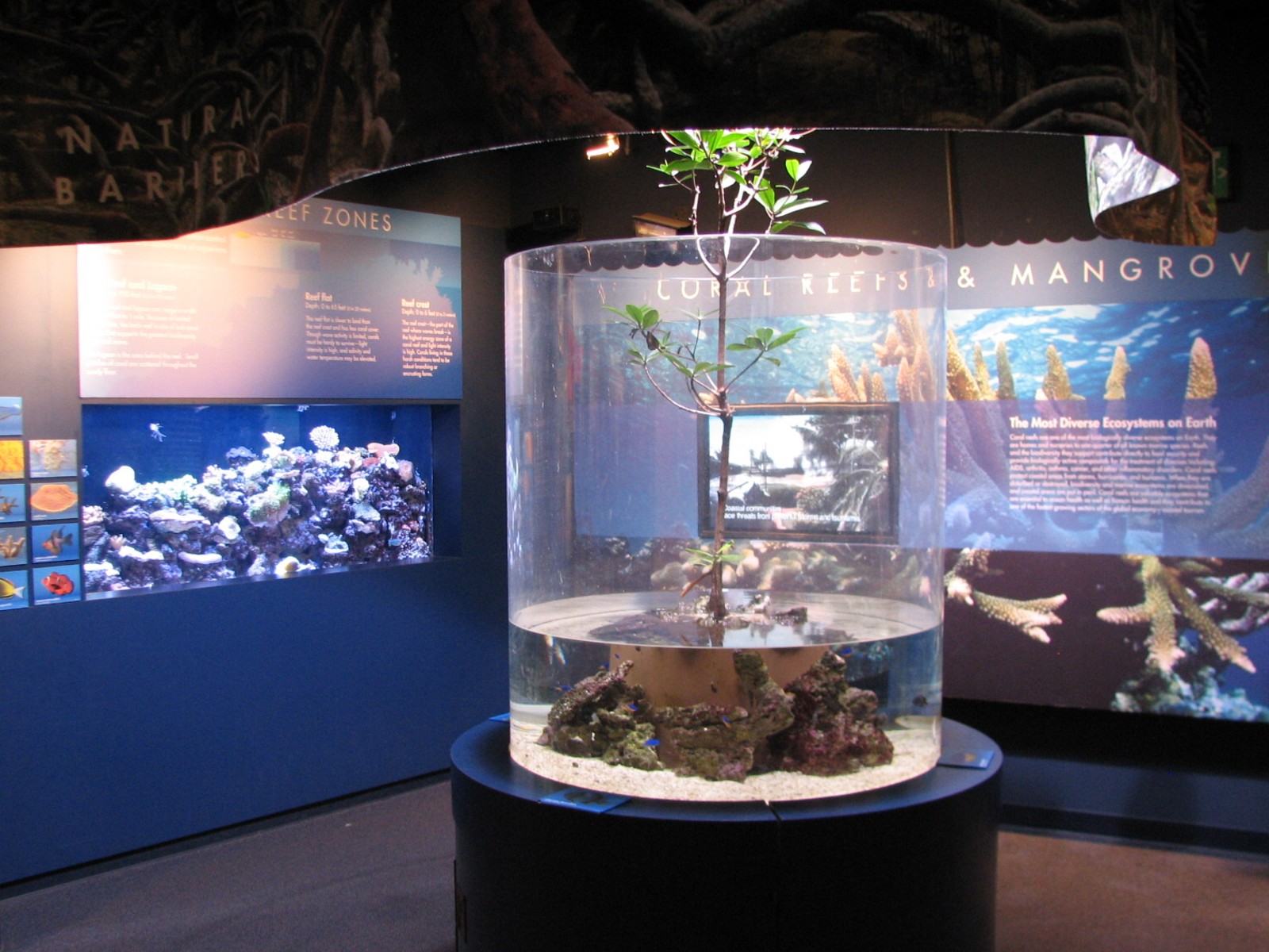 Ocean on the Edge - Tropical Reef and Mangrove Exhibits