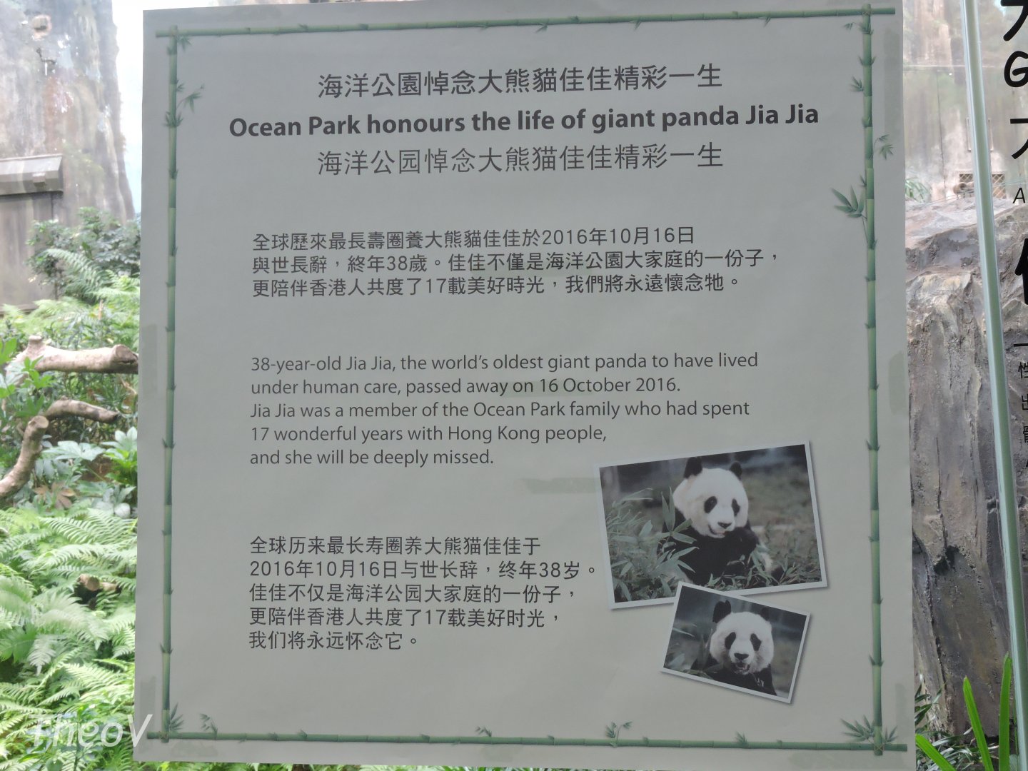 Ocean Park honours the life of giant panda Jia Jia