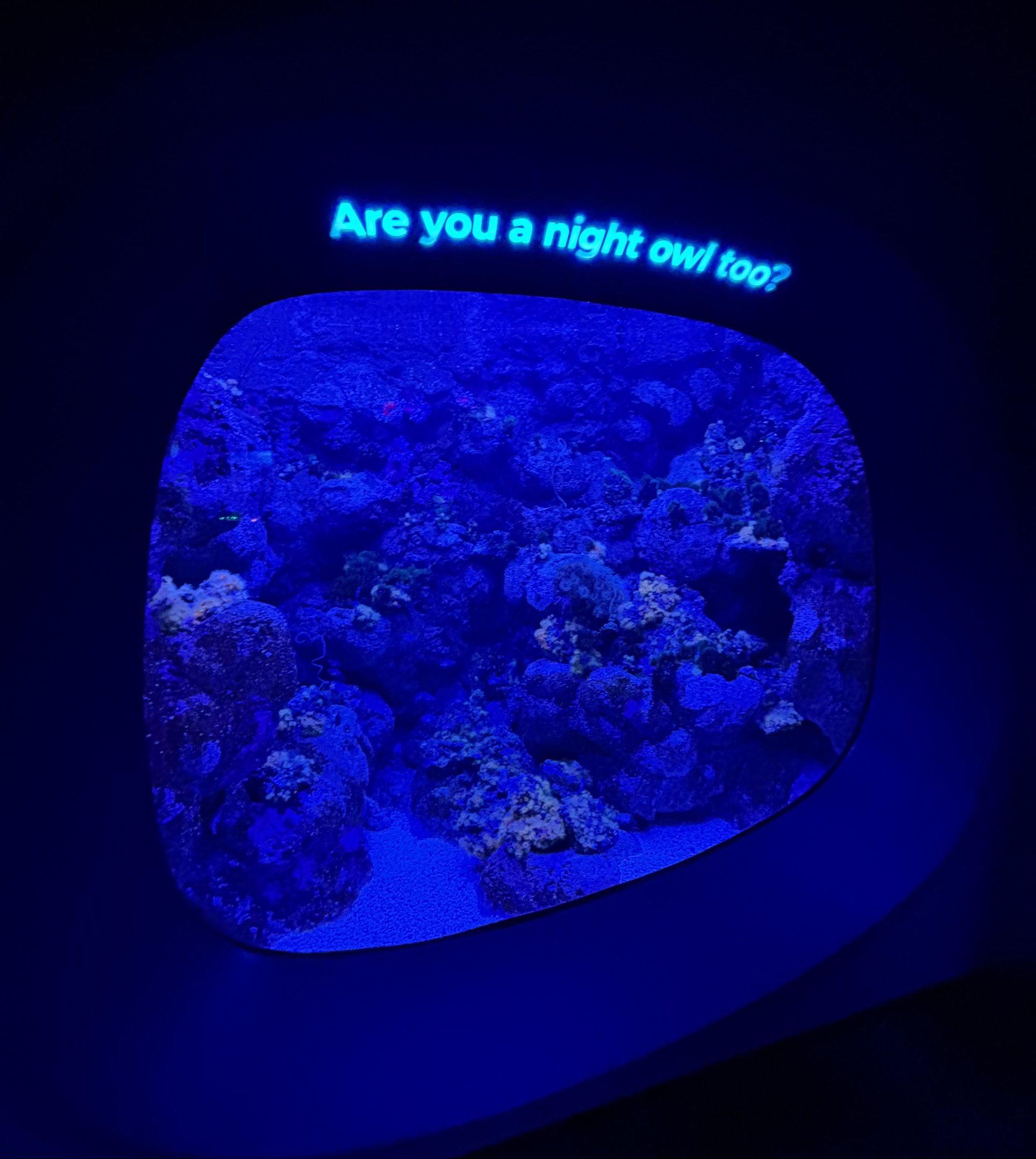 Ocean Pavilion - Are you a night owl too?