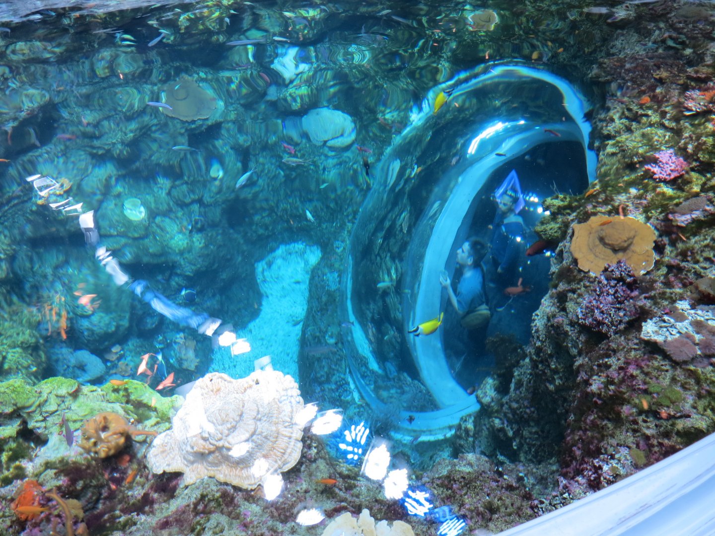 Ocean Pavilion - Coral Reef/Into The Depths Exhibit