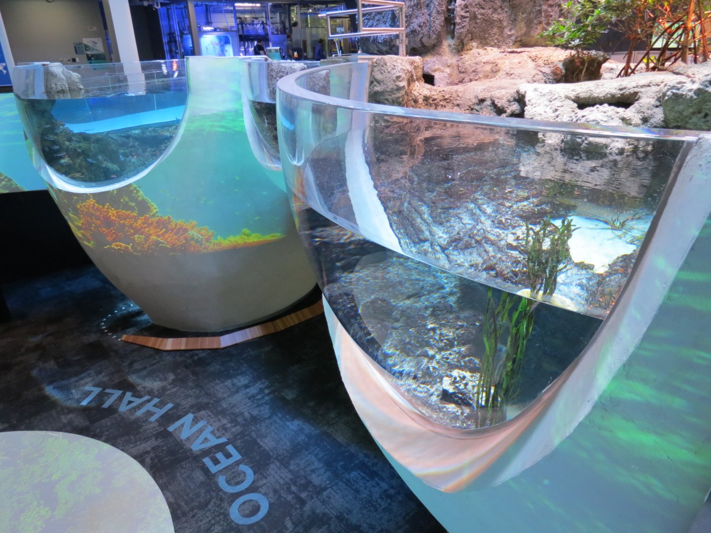 Ocean Pavilion - Mangroves Exhibit
