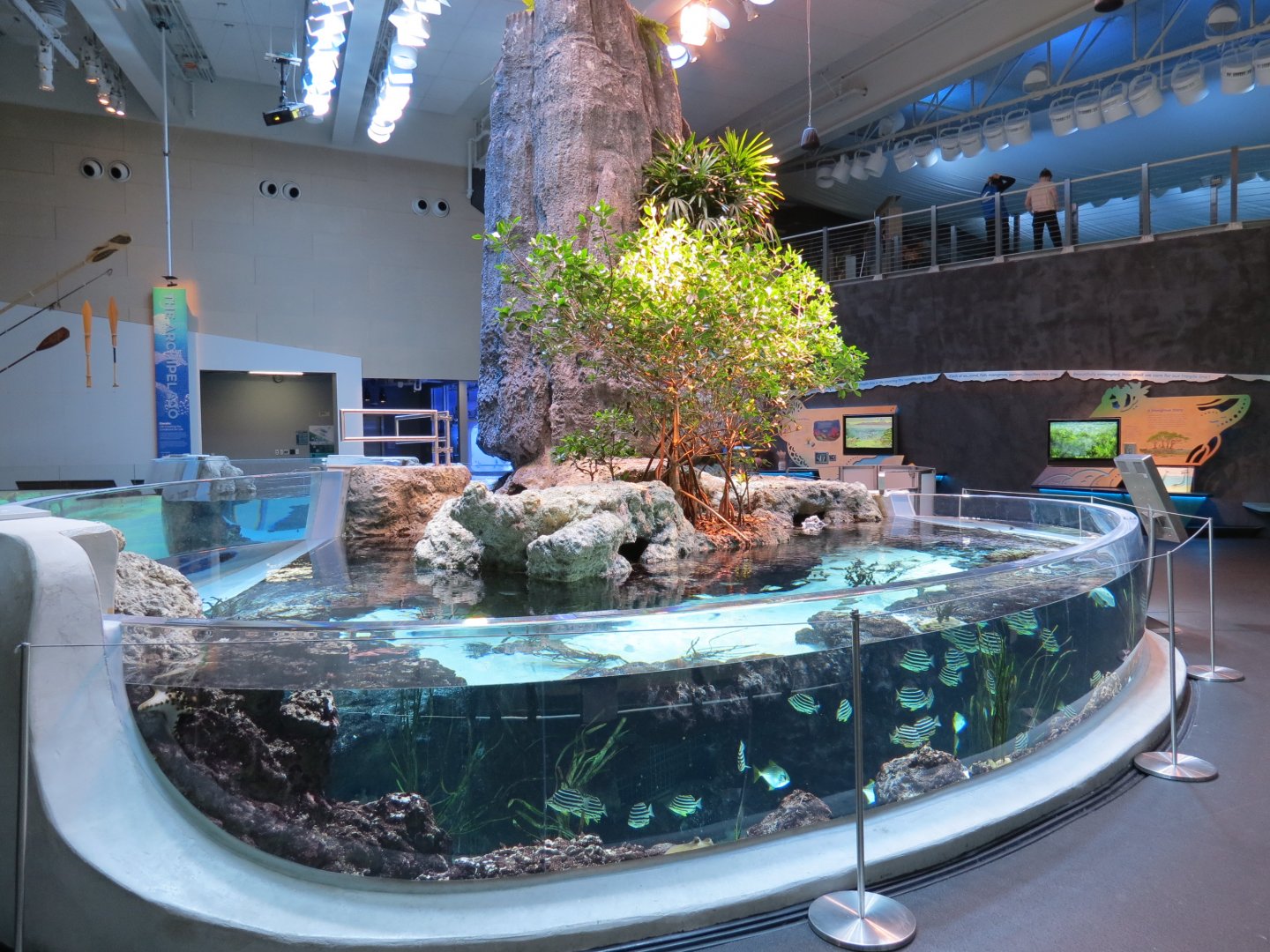 Ocean Pavilion - Mangroves Exhibit