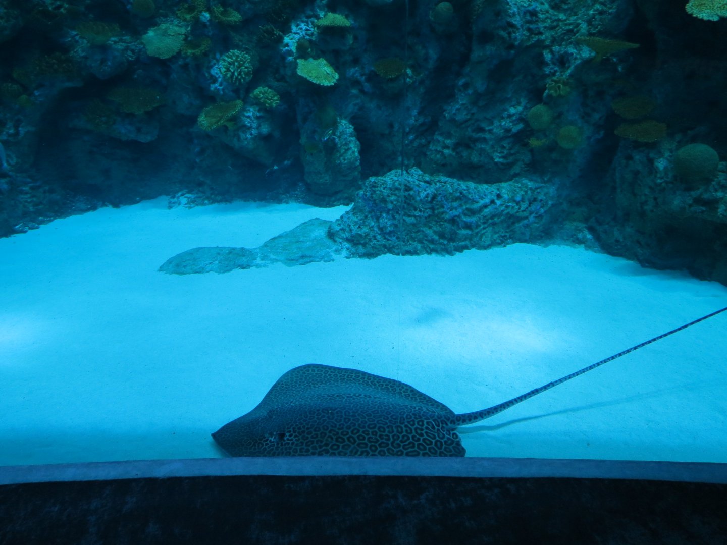 Ocean Pavilion - The Reef Exhibit - Lower Level View - Leopard Whipray