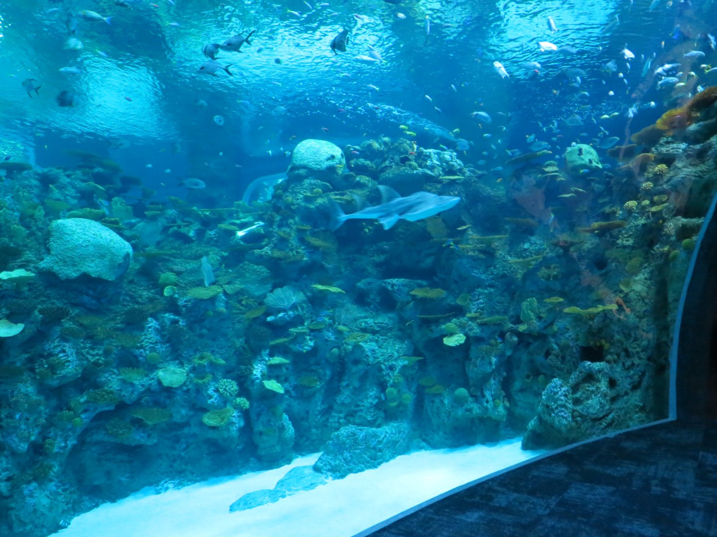 Ocean Pavilion - The Reef Exhibit - Lower Level View