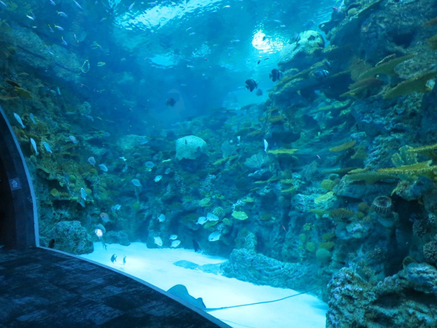 Ocean Pavilion - The Reef Exhibit - Lower Level View