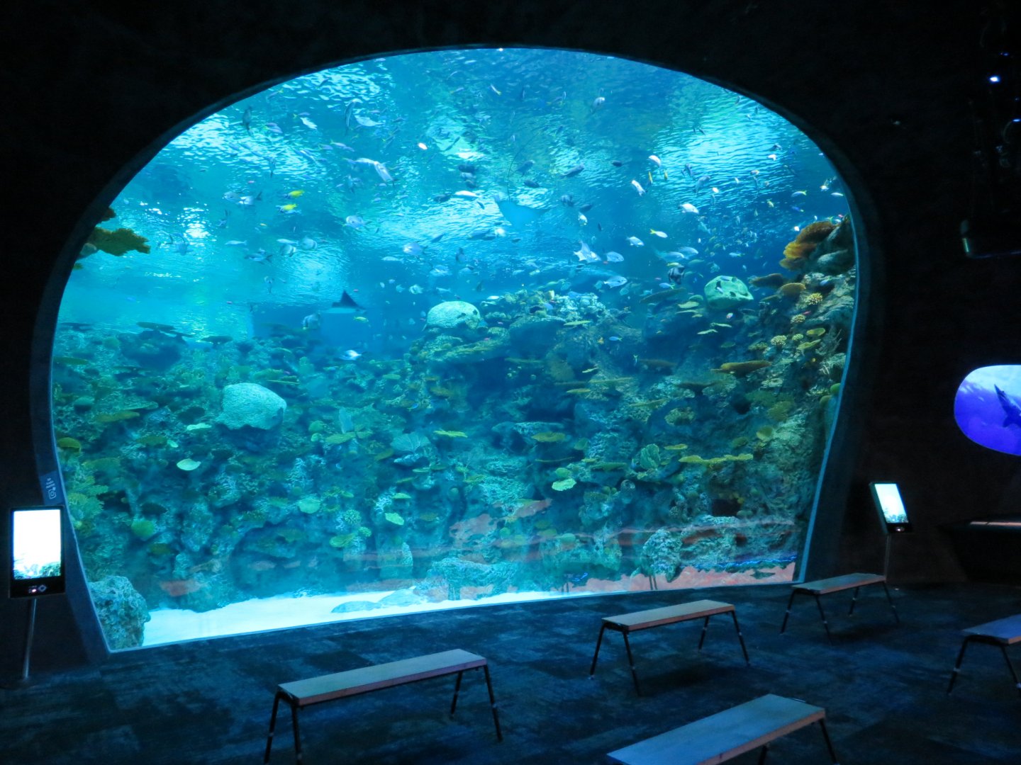 Ocean Pavilion - The Reef Exhibit - Lower Level View