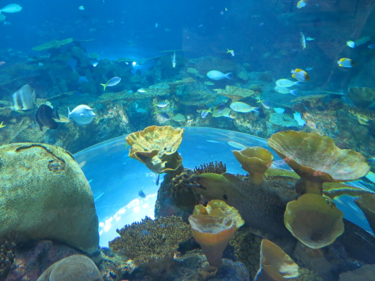 Ocean Pavilion - The Reef Exhibit - Overlook View of Entry Ceiling Window