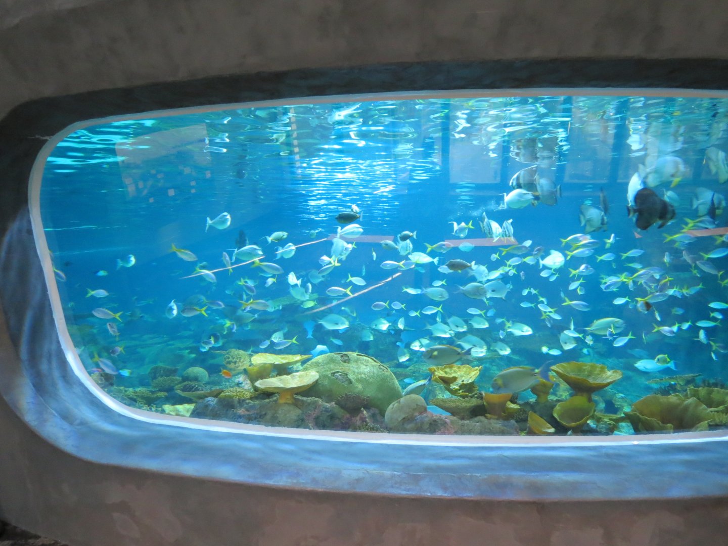 Ocean Pavilion - The Reef Exhibit - Overlook View