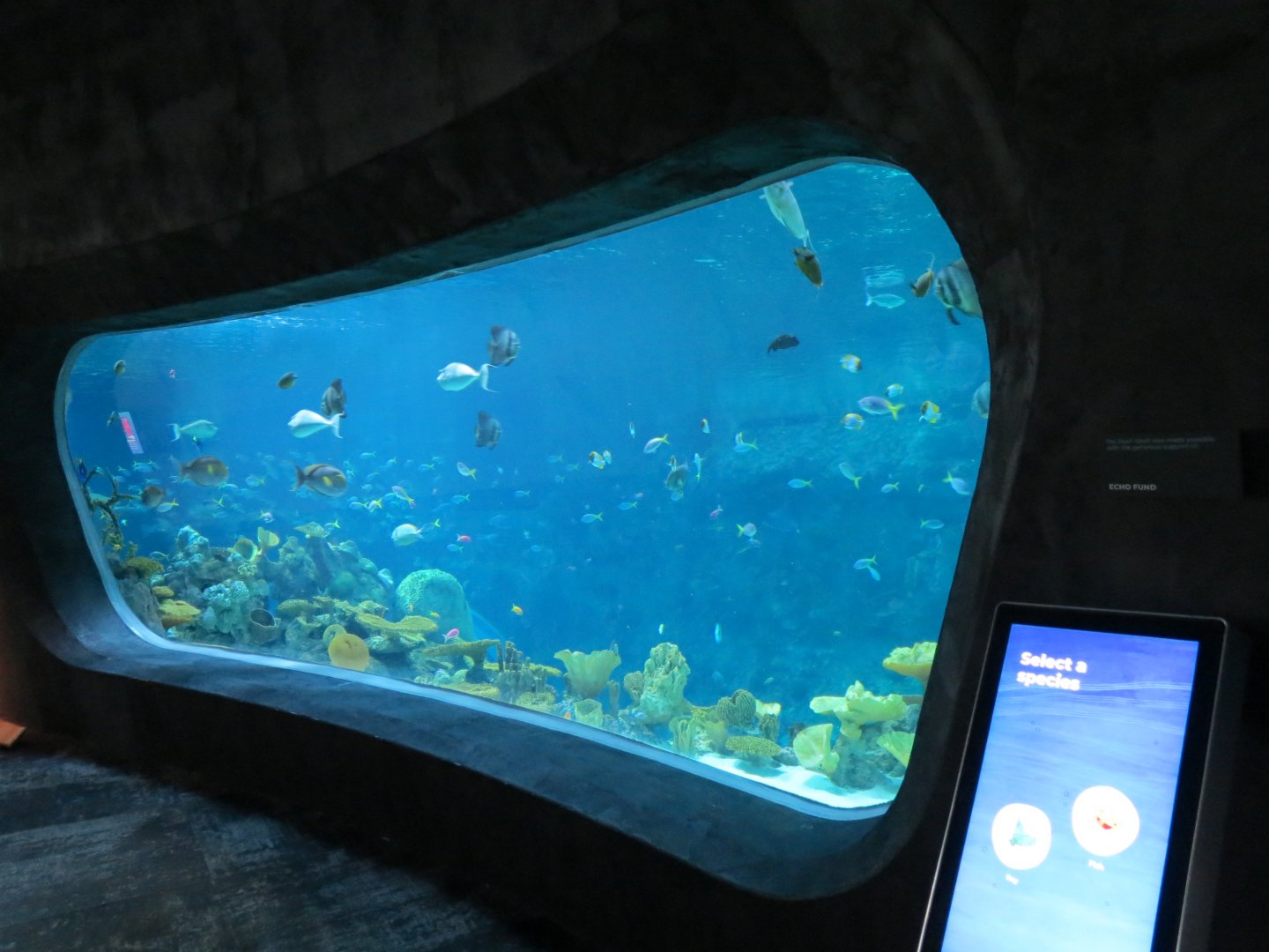 Ocean Pavilion - The Reef Exhibit - The Shelf View