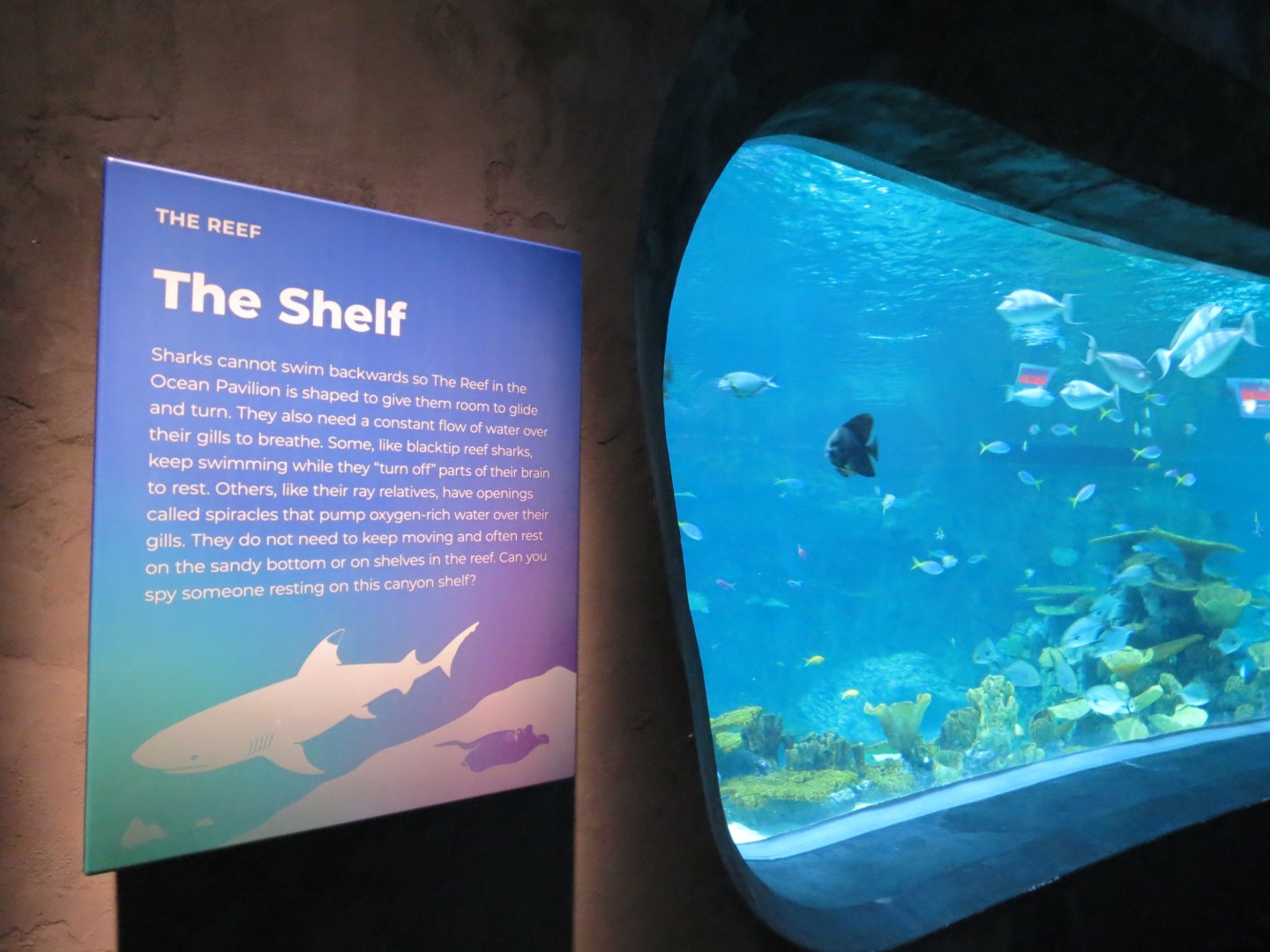 Ocean Pavilion - The Reef Exhibit - The Shelf View