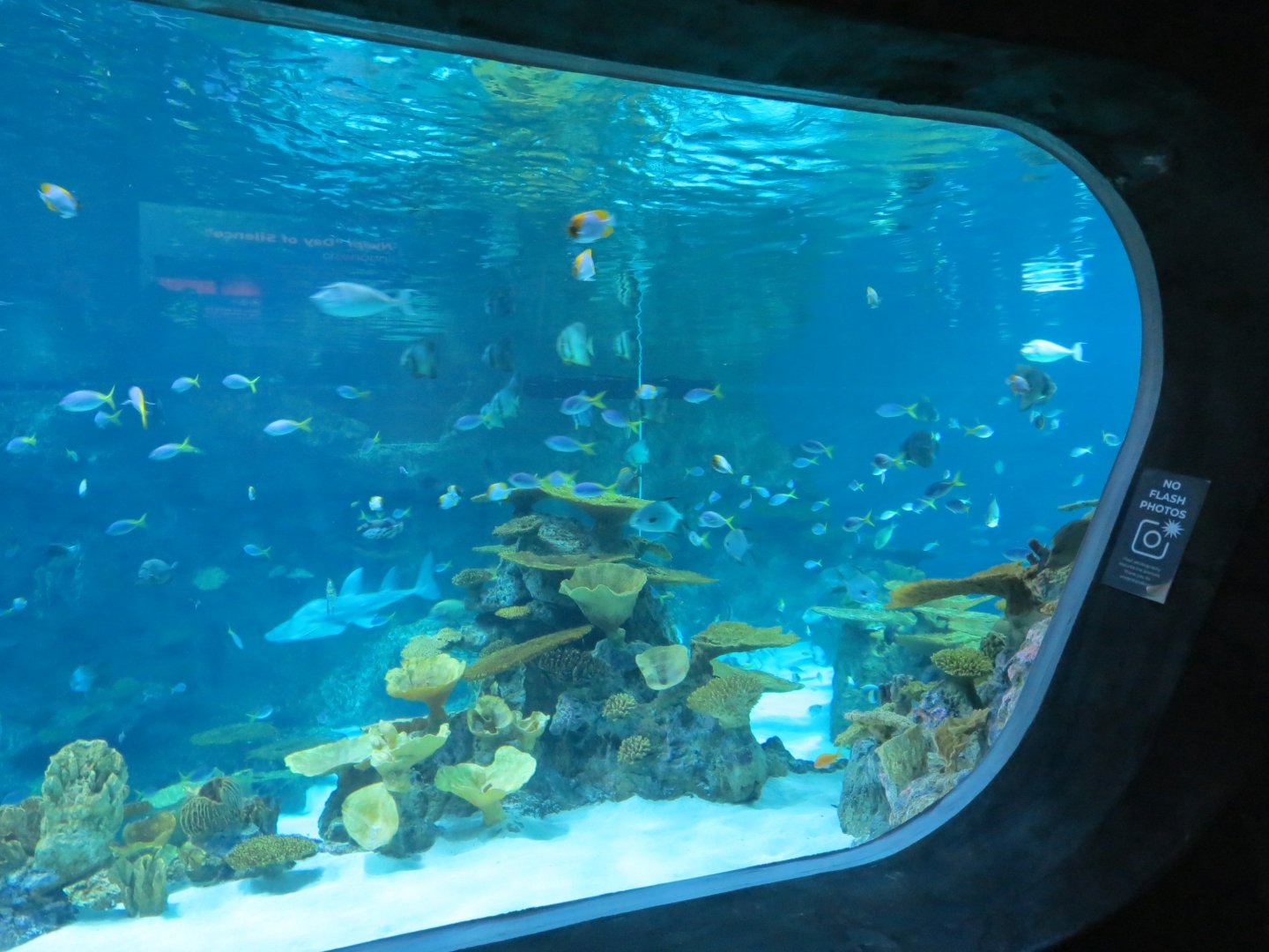 Ocean Pavilion - The Reef Exhibit - The Shelf View