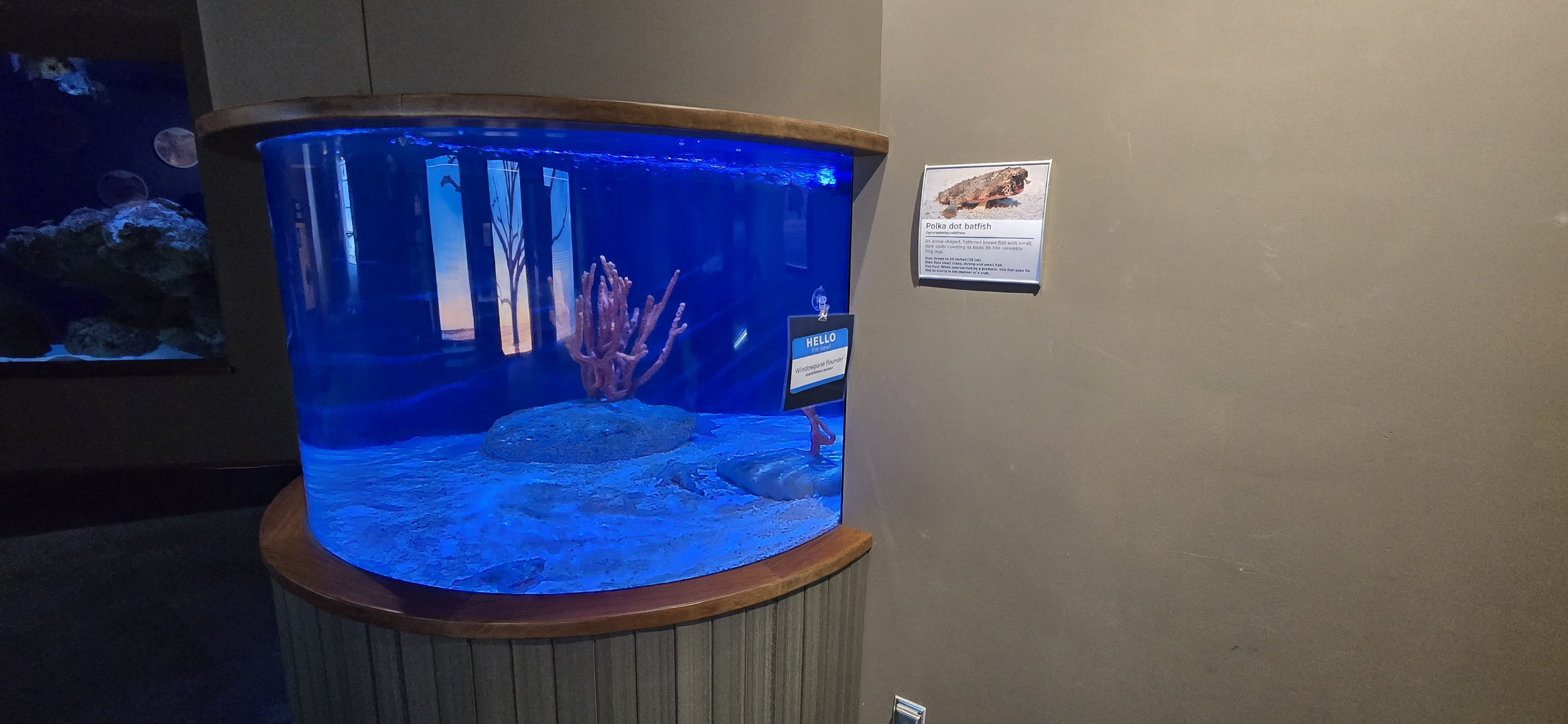 Ocean - Polka dot batfish