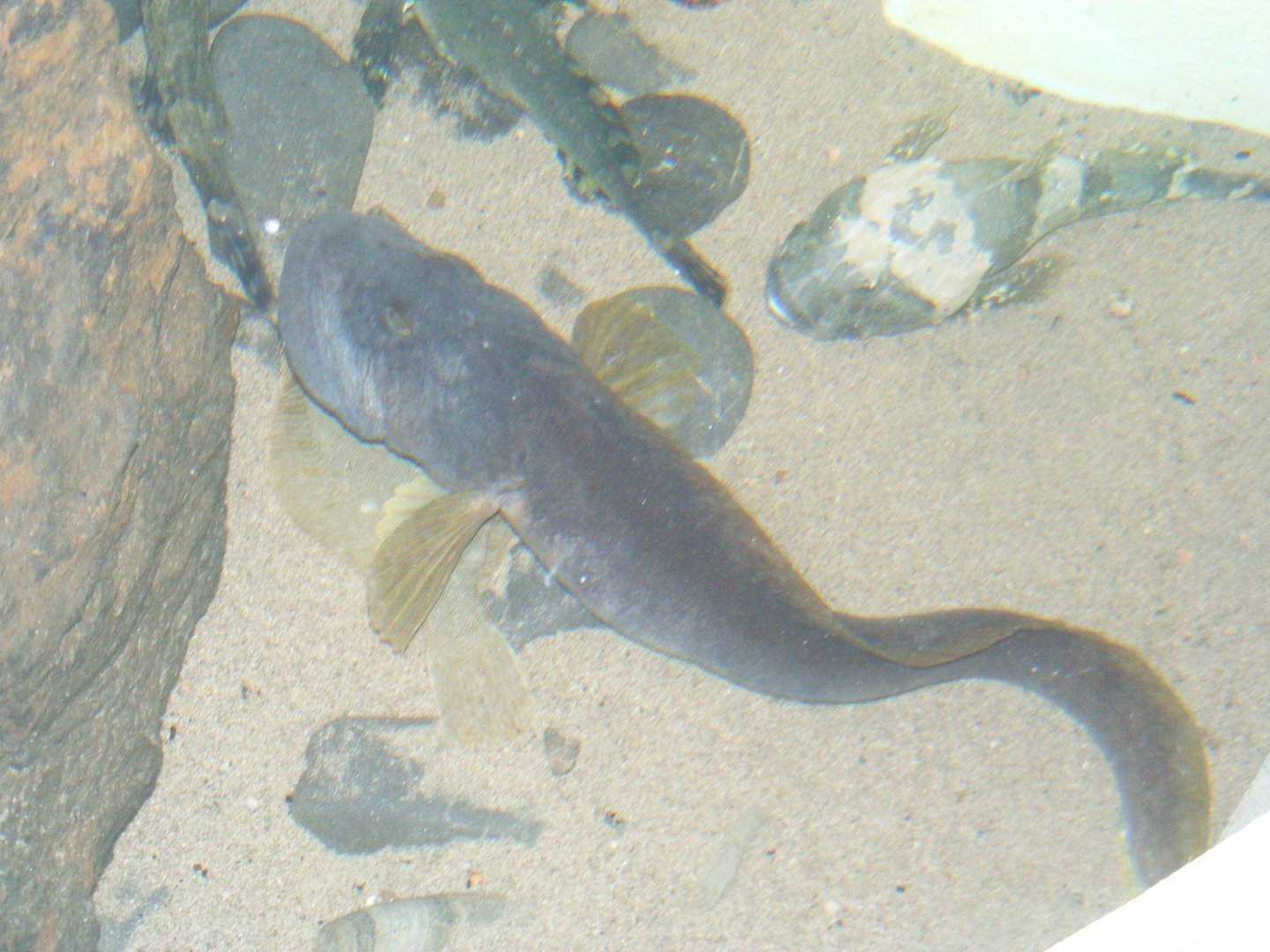Ocean Pout - Terra Nova NP Visitor's Center