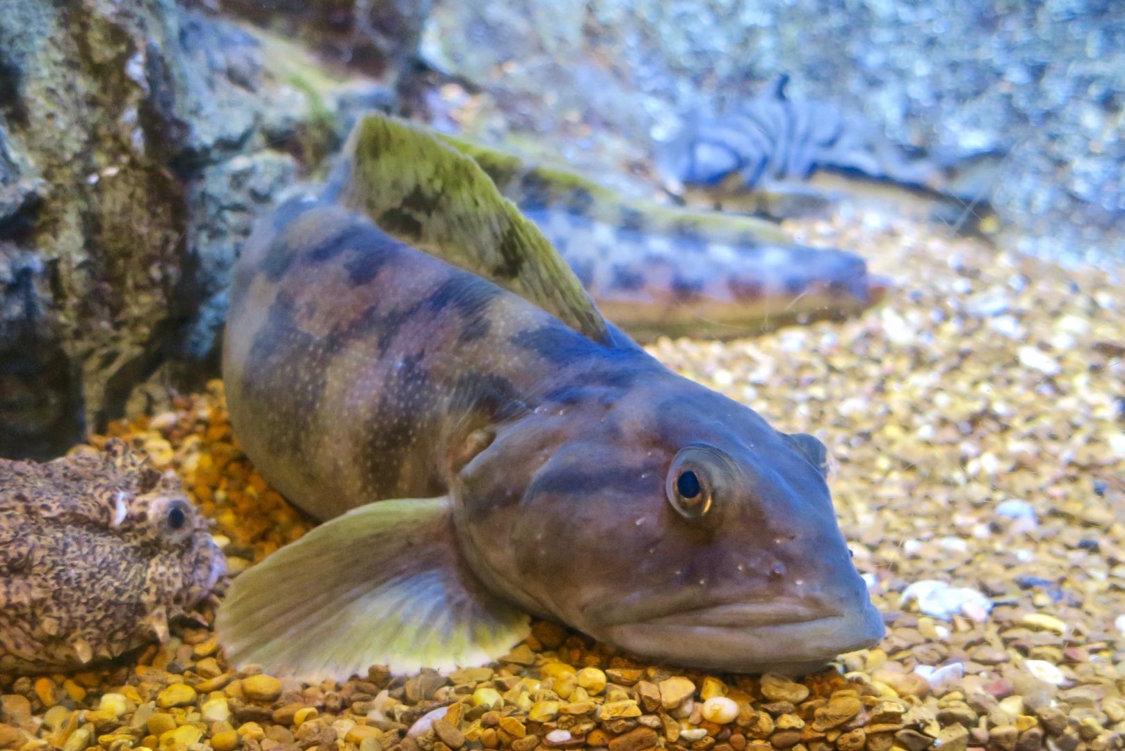 Ocean Pout (Zoarces americanus)