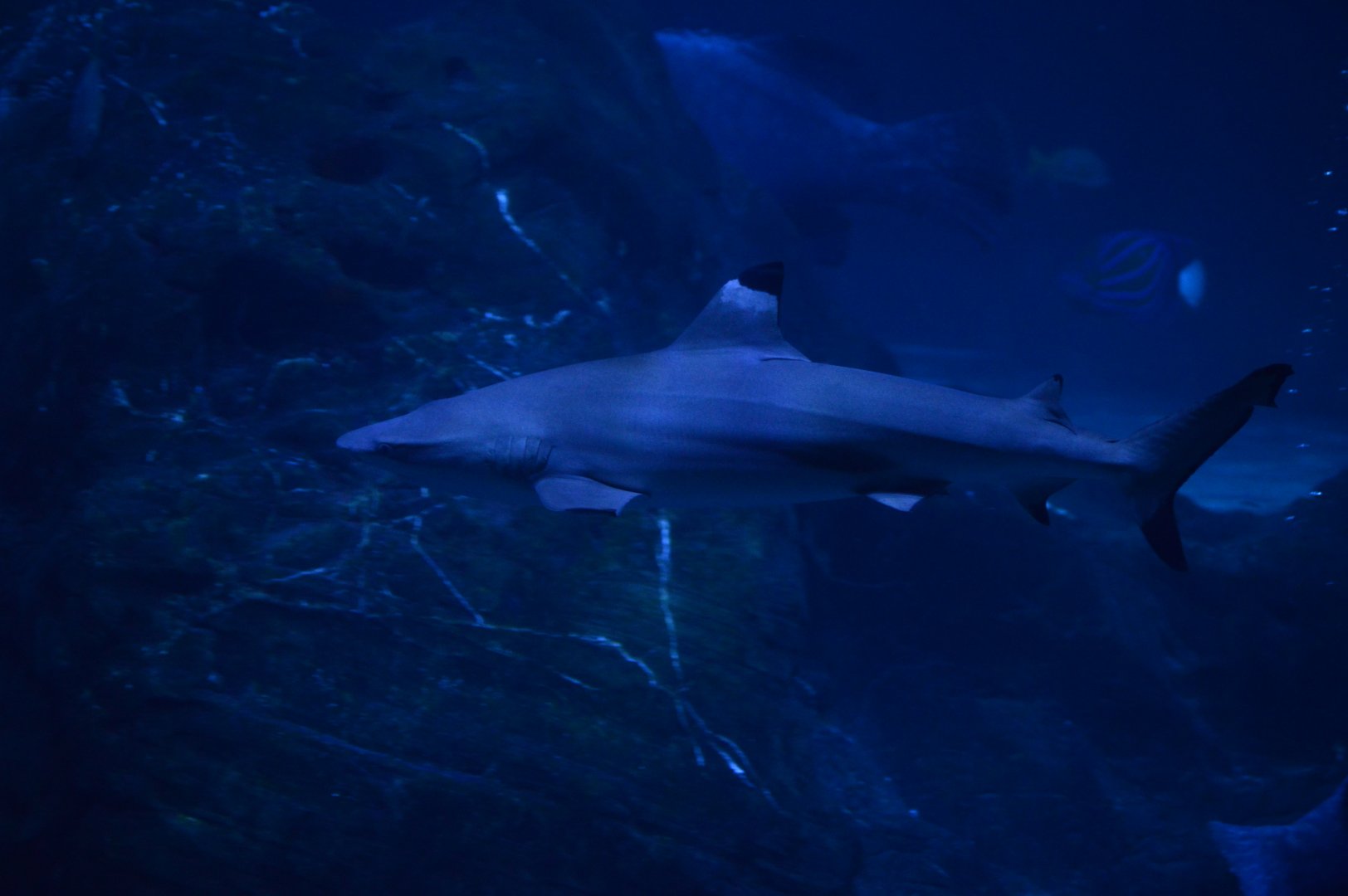 Ocean Realm - Blacktip Reef Shark (Carcharhinus melanopterus)