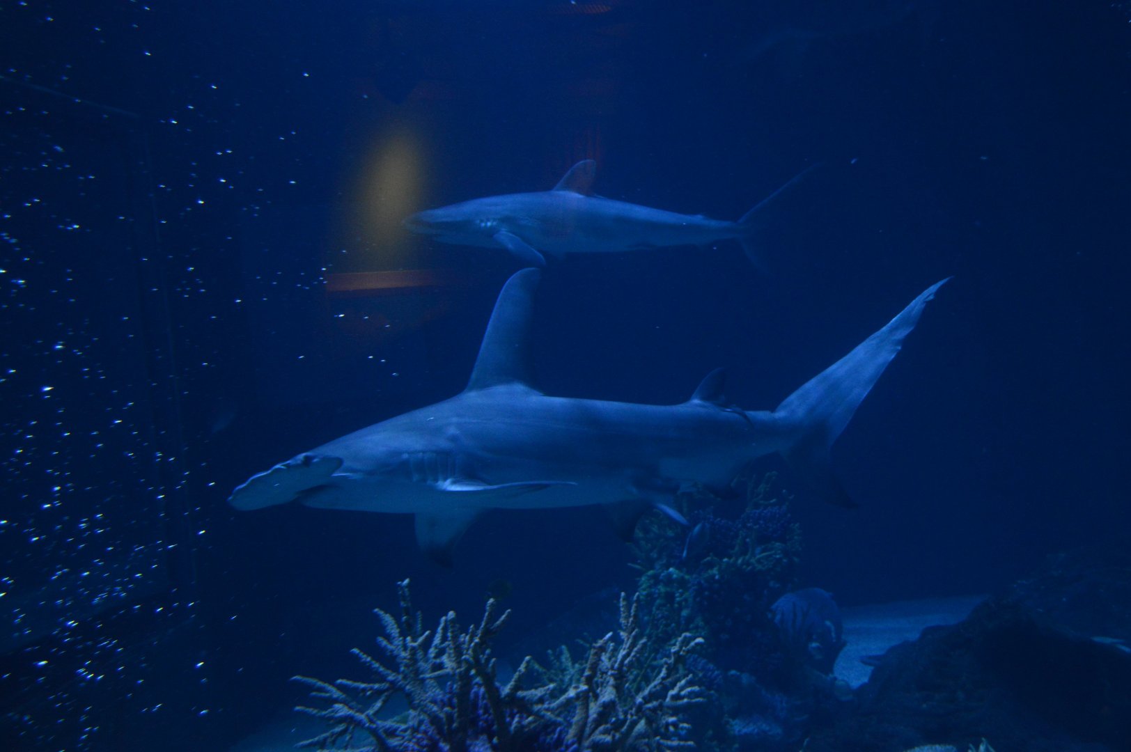 Ocean Realm - Great Hammerhead (Sphyrna mokarran) and Silky Shark (Carcharhinus falciformis)