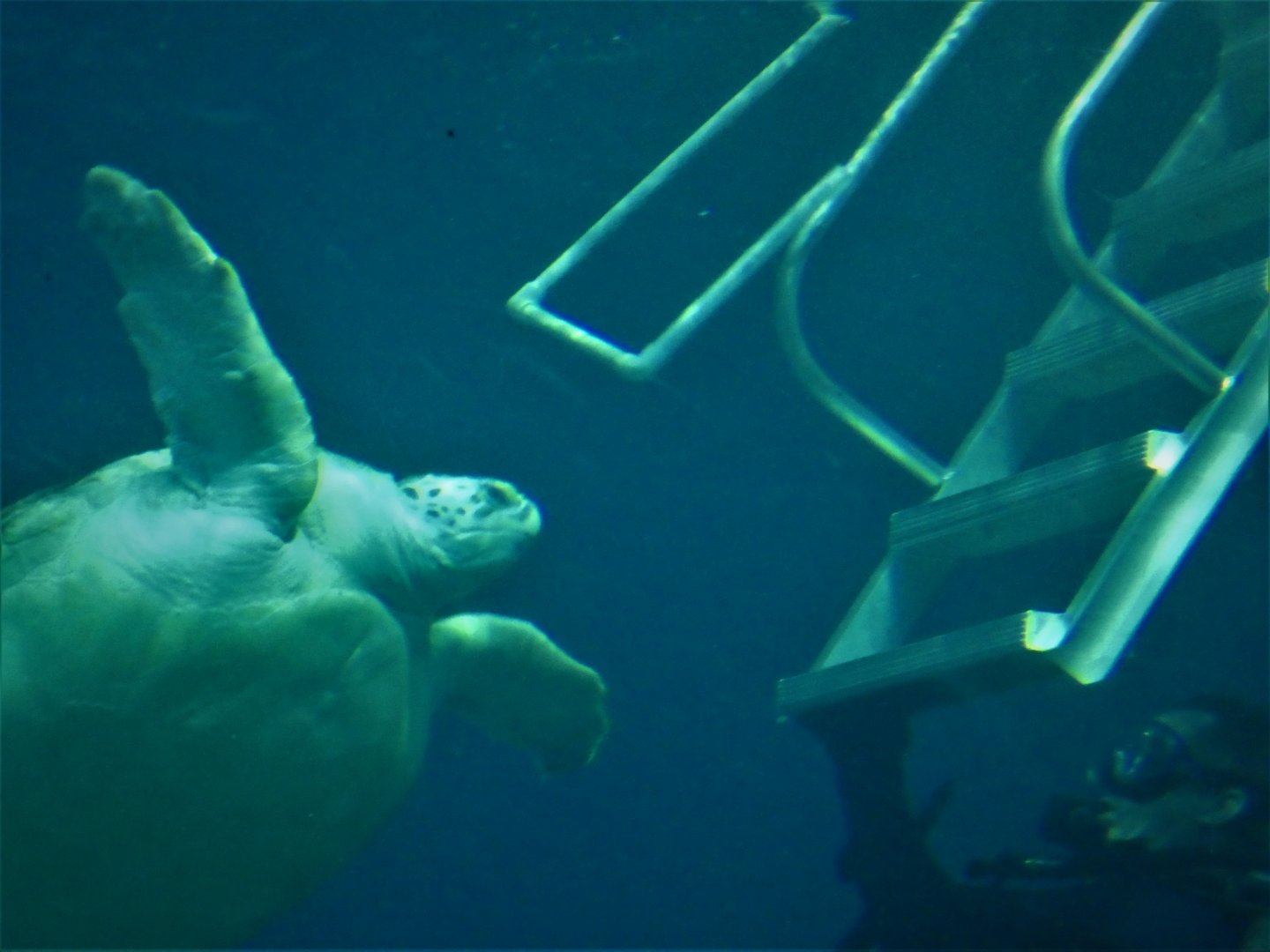 Ocean Realm - Green Sea Turtle, Bob Trying to Escape