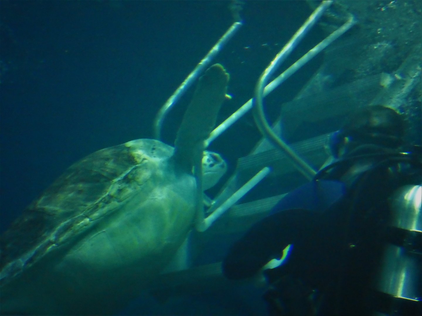 Ocean Realm - Green Sea Turtle, Bob Trying to Escape
