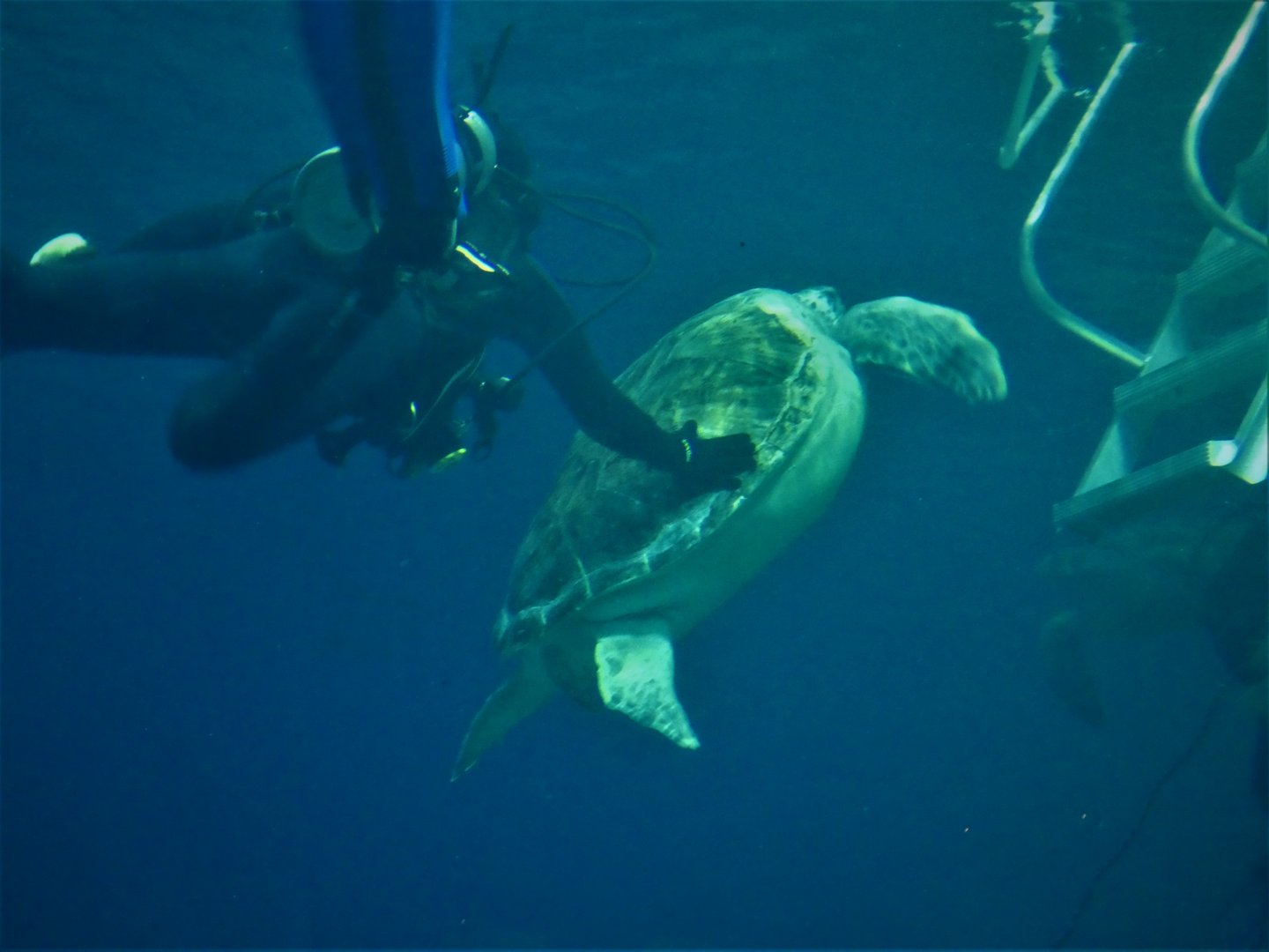 Ocean Realm - Green Sea Turtle, Bob with Diver
