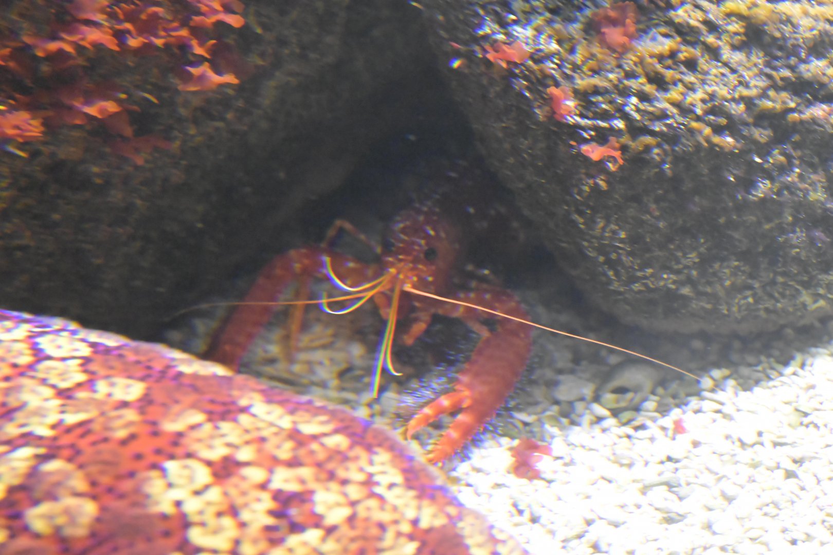 Ocean Realm - Lobster/Shrimp ID?
