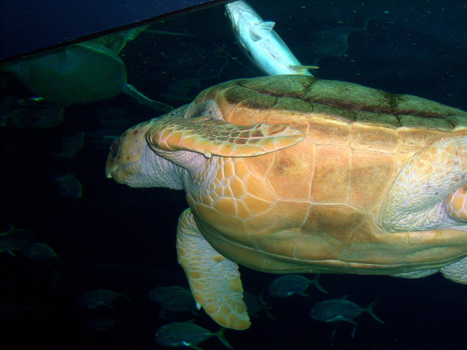 Ocean Realm - Loggerhead Sea Turtle