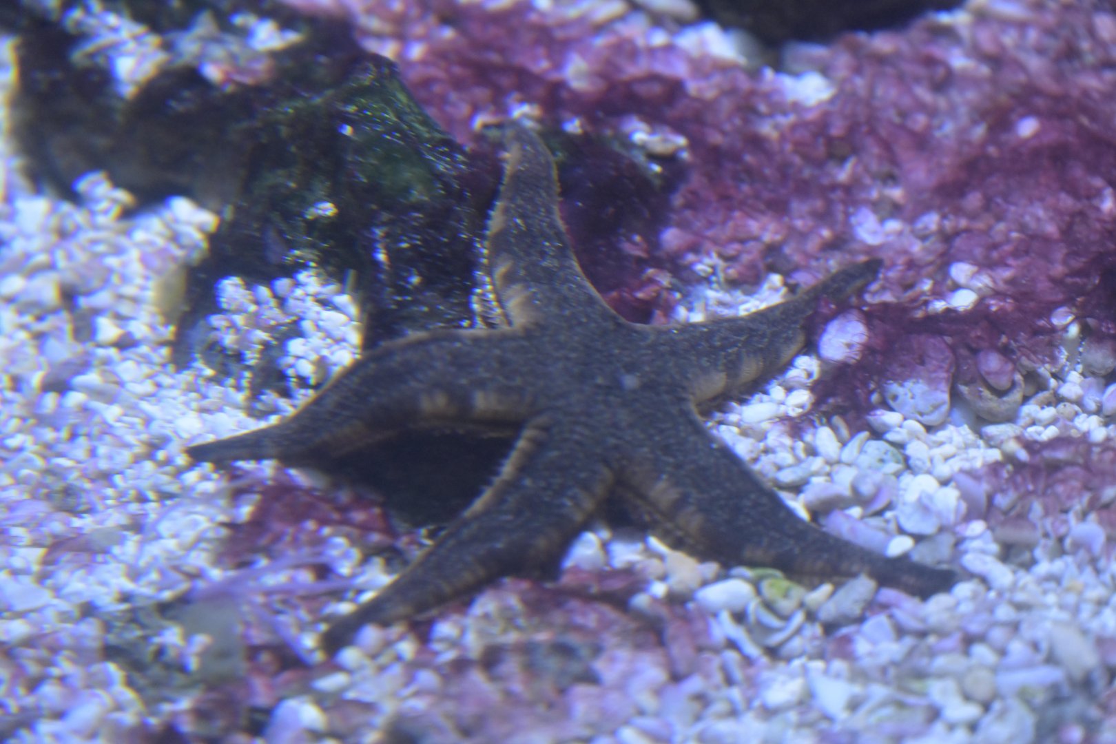 Ocean Realm - Sea Star ID?