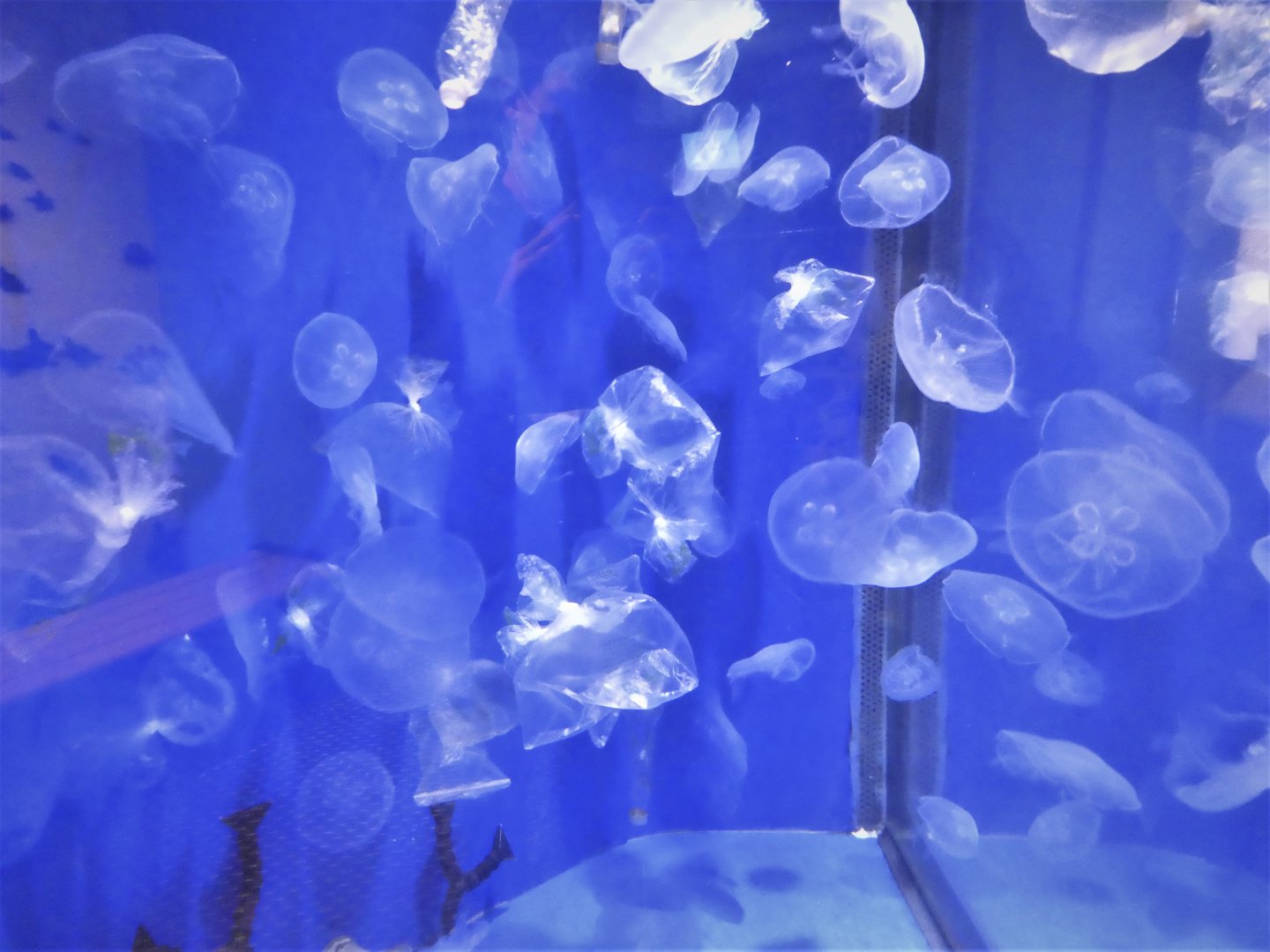 Ocean Realm - Sea Turtle Cove - Common Jellyfish Exhibit