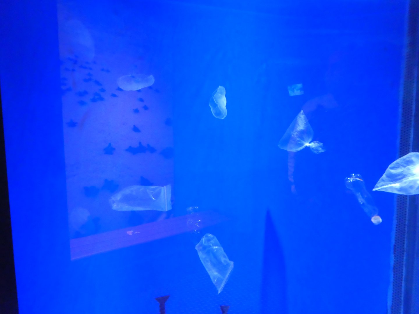 Ocean Realm - Sea Turtle Cove - View of Moon Jelly Display