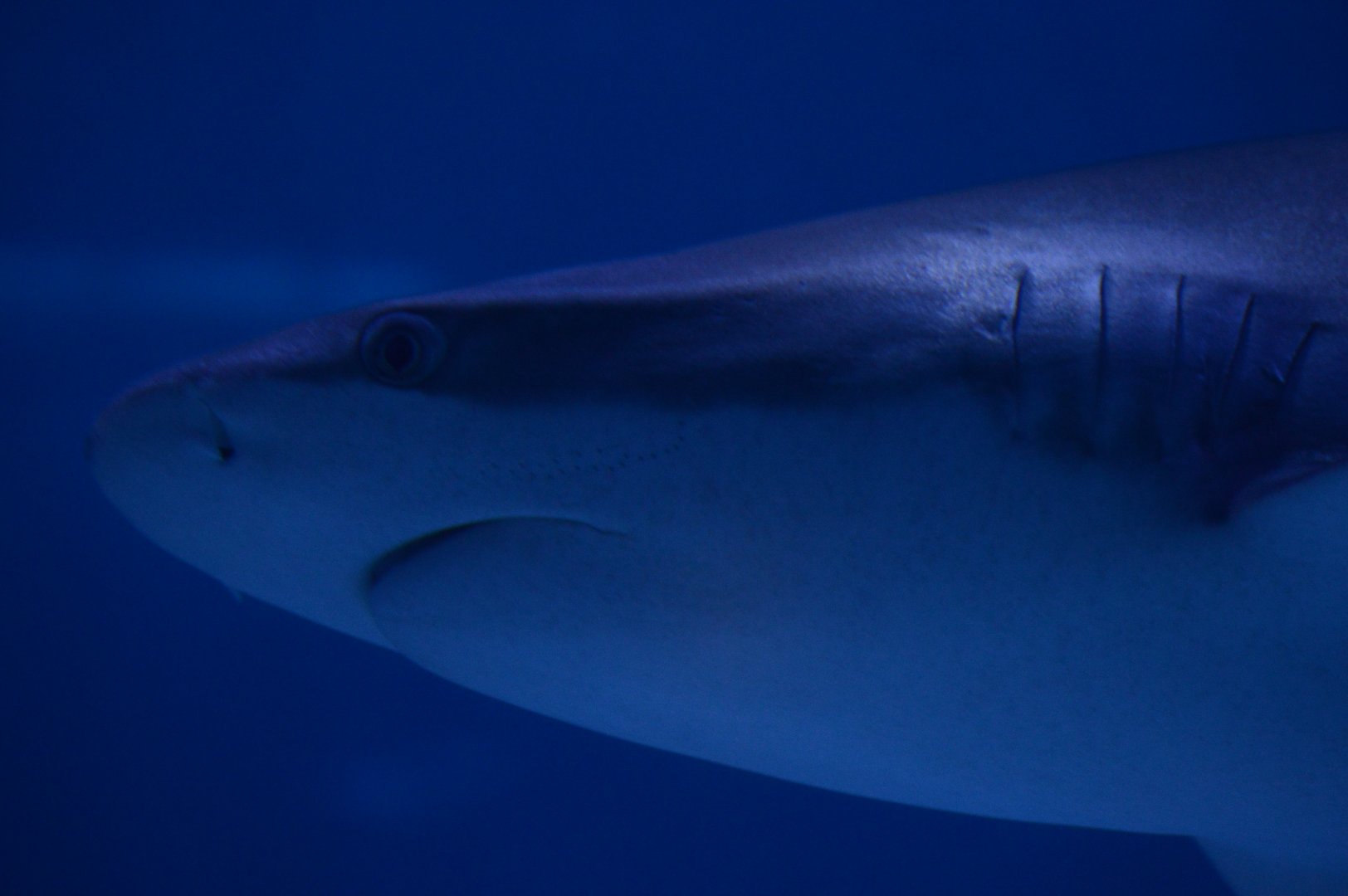 Ocean Realm - Silky Shark (Carcharhinus falciformis)