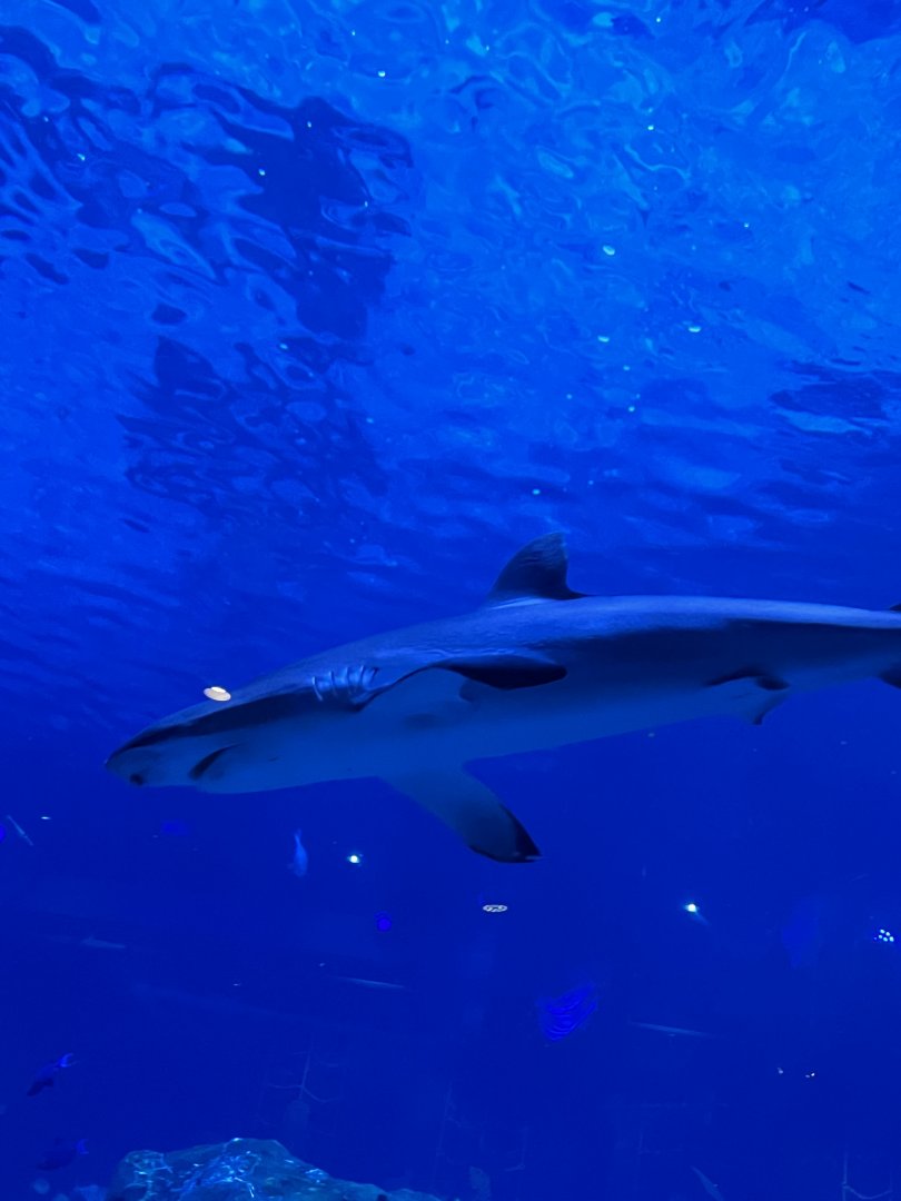 Ocean realm- silky shark