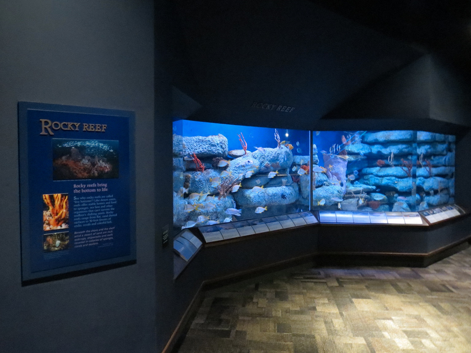 Ocean - Rocky Reef Exhibit