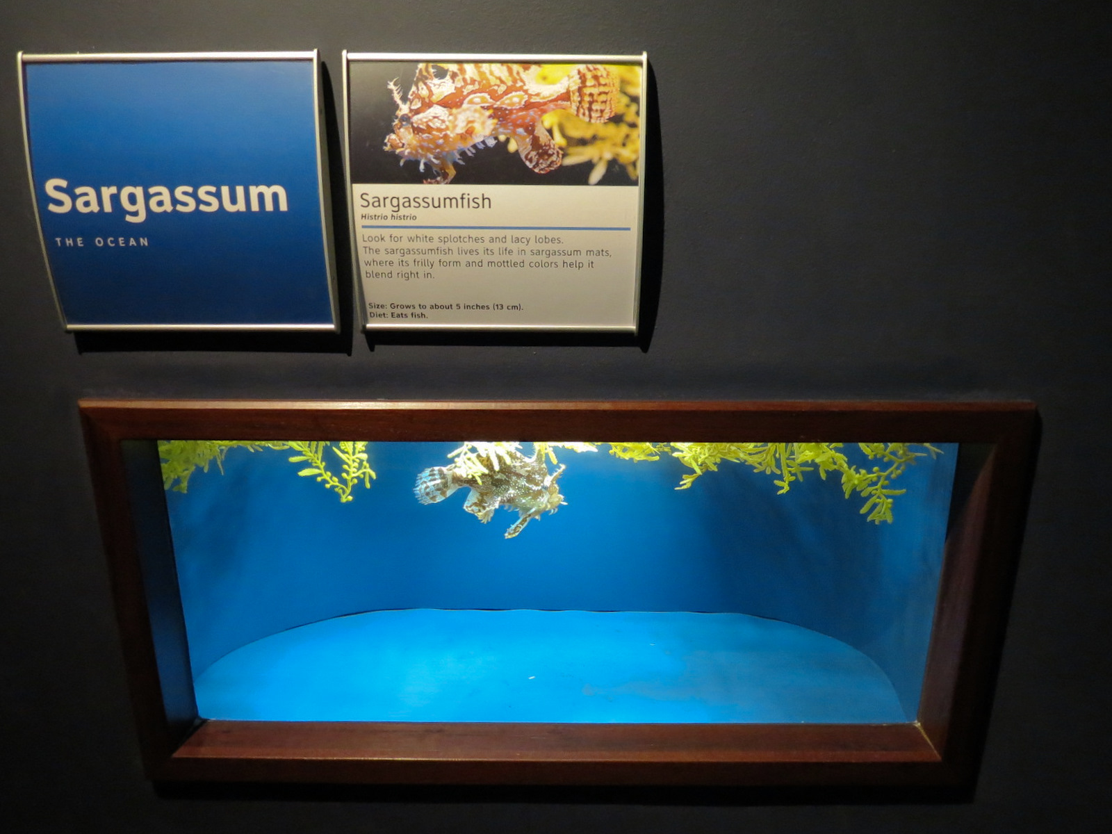 Ocean - Sargassum Exhibit - Sargassumfish