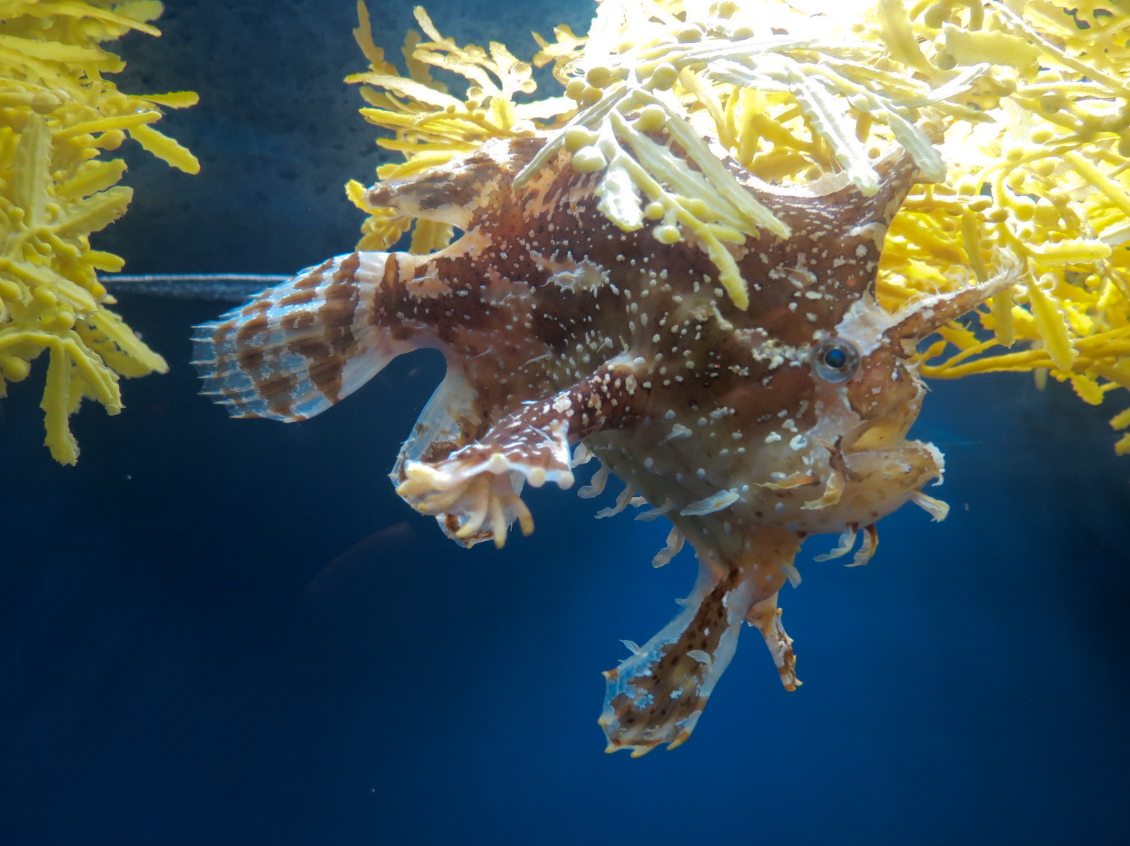 Ocean - Sargassum Exhibit - Sargassumfish