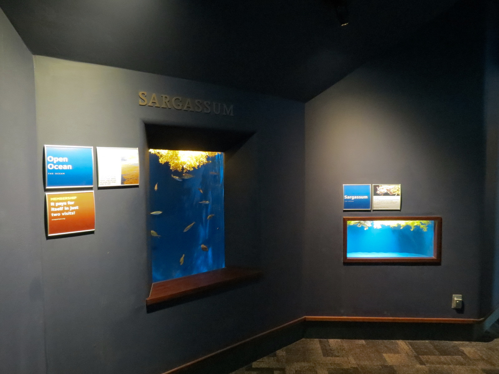 Ocean - Sargassum Exhibits