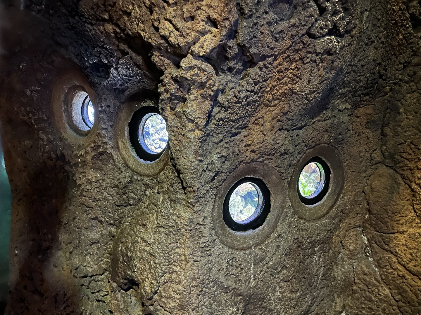 Ocean- Seahorse tank viewing areas 6.7.23