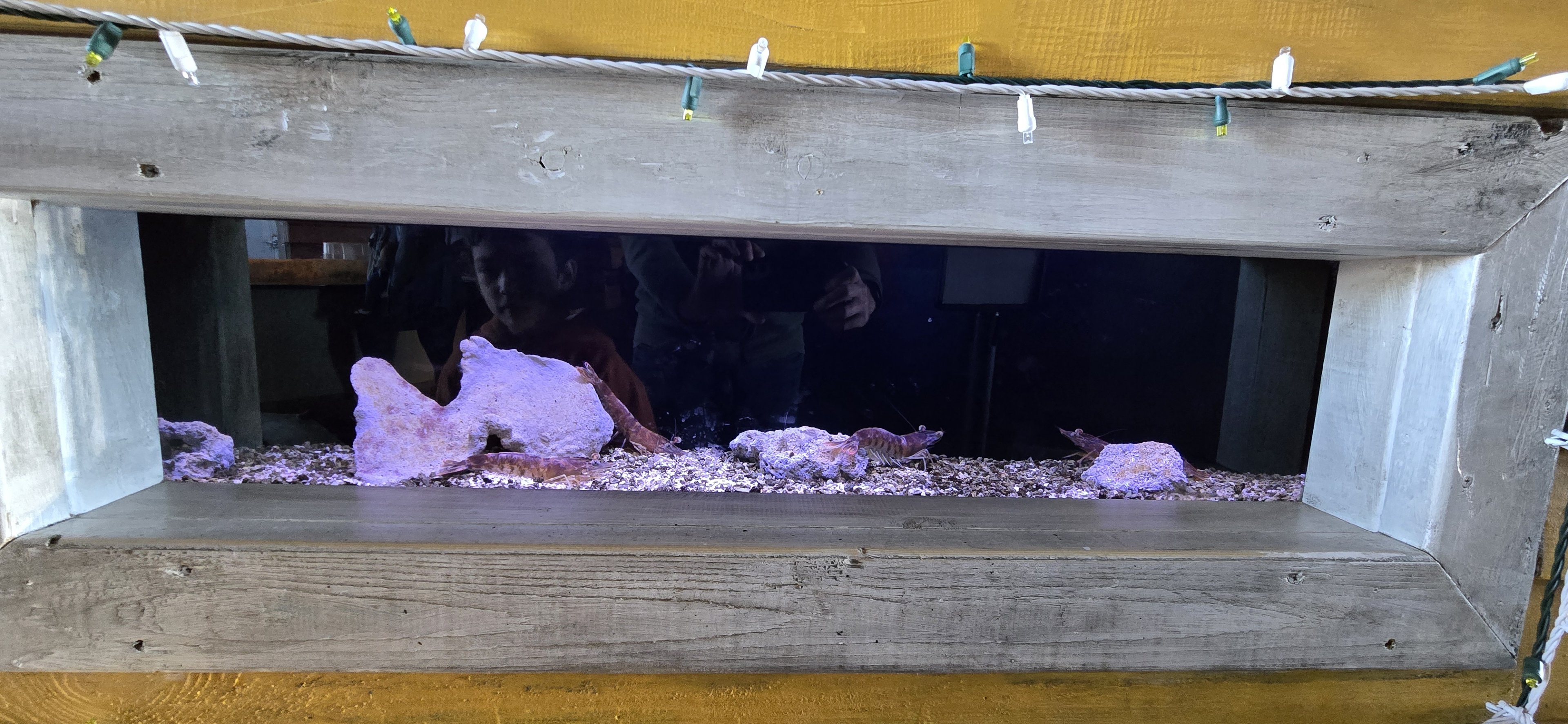 Ocean - Shrimp (Penaeidae)