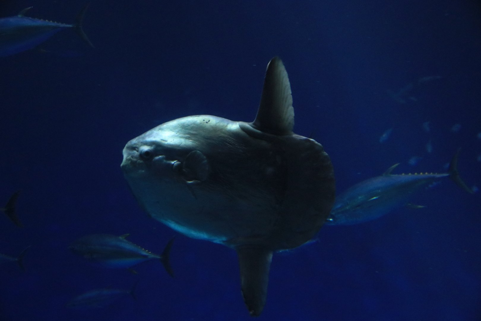 Ocean sun fish (June 2019)