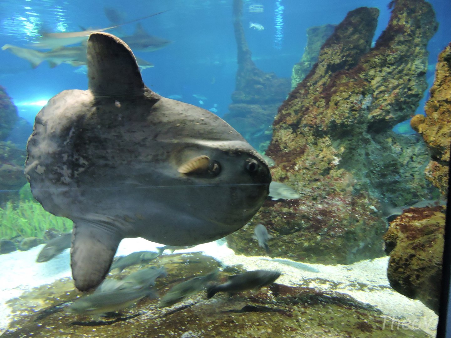 Ocean sunfish [2015]