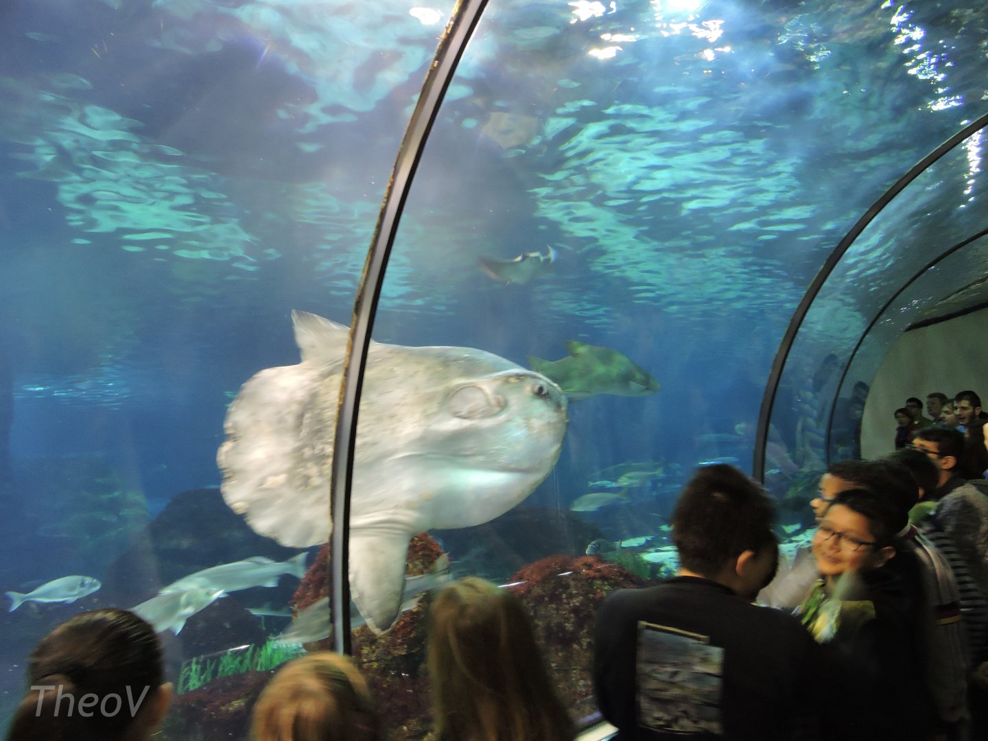 Ocean sunfish [2015]