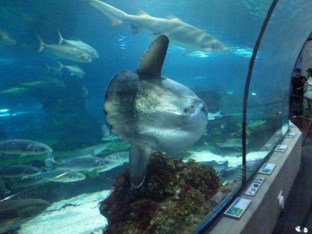 Ocean Sunfish 24.5.12