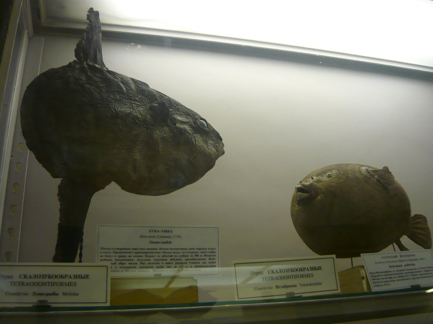Ocean sunfish and Reticulated pufferfish