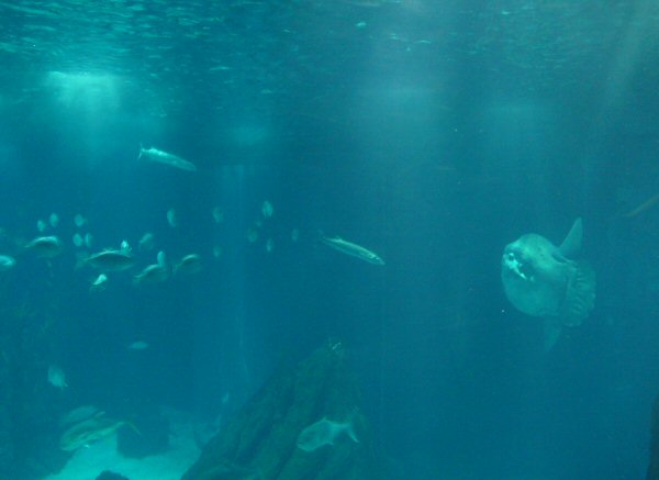 Ocean sunfish and shoal