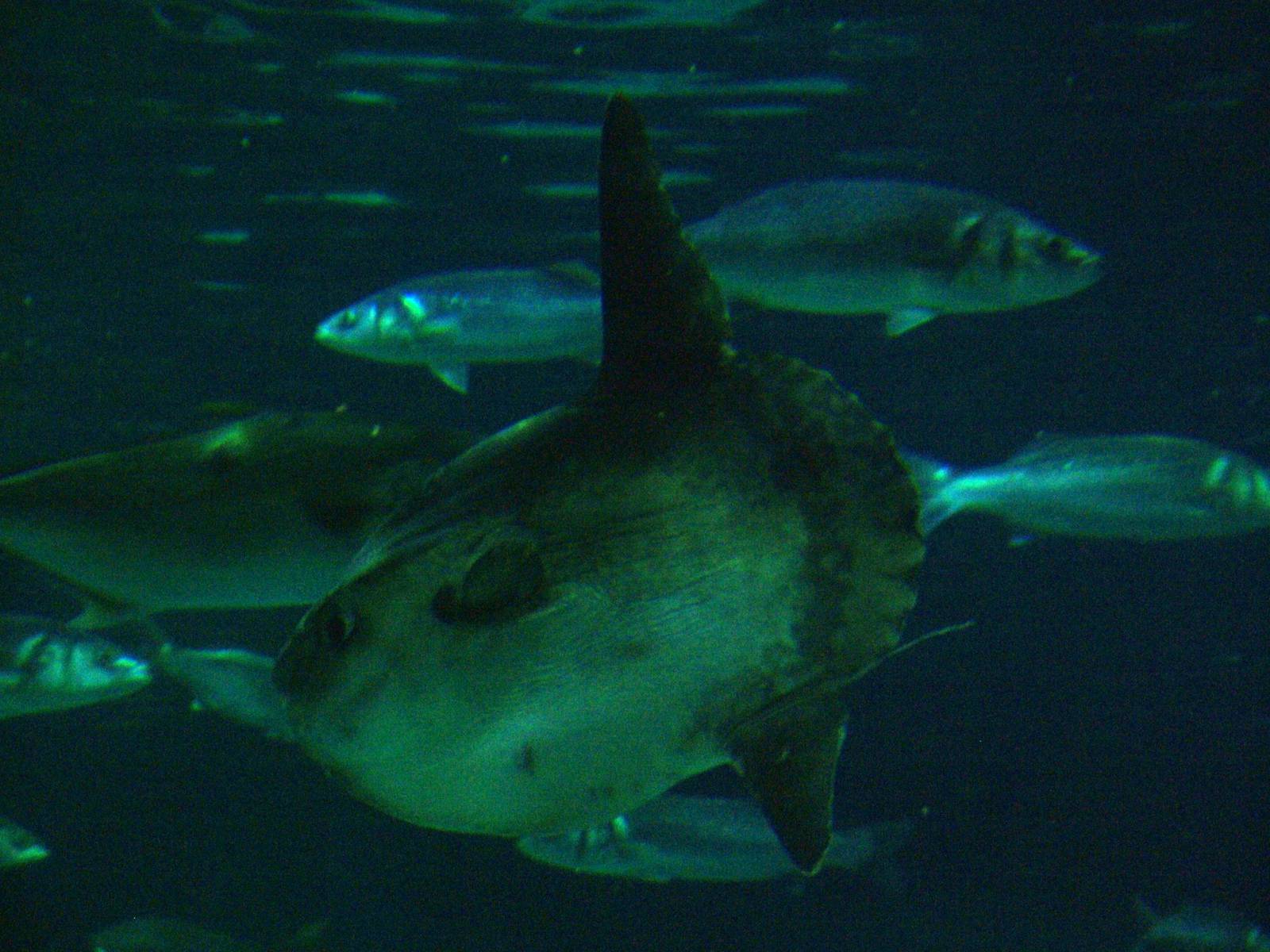 Ocean Sunfish at Barcelona Aquarium, 31/05/11