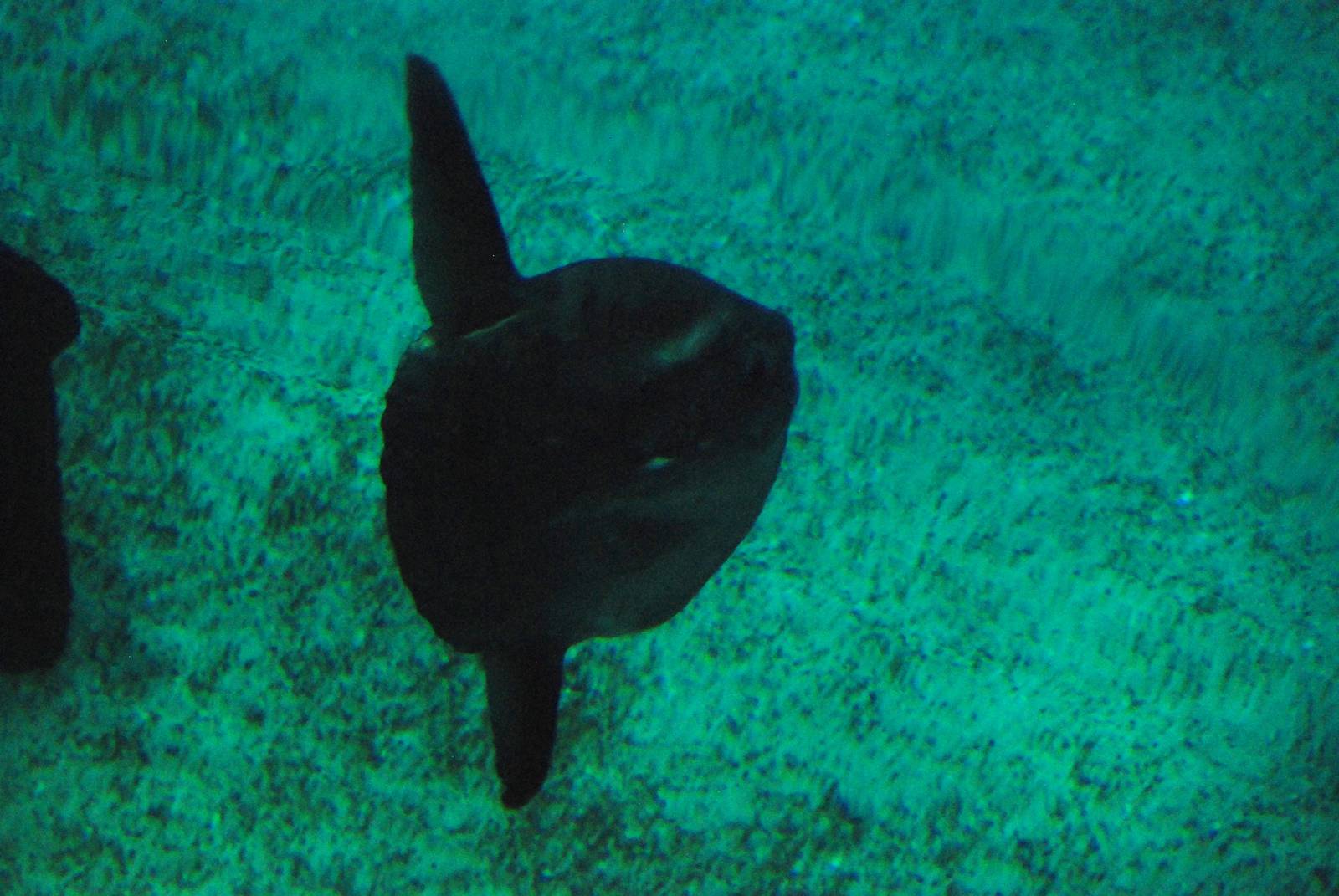 Ocean Sunfish at Lisbon Oceanarium, 25/05/11