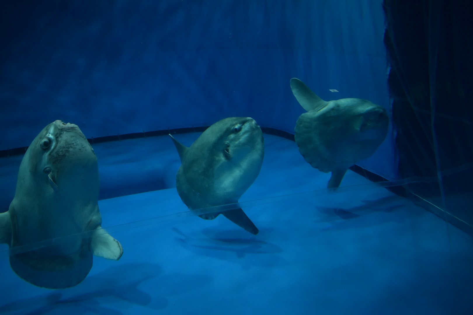 Ocean Sunfish ~ August 26th 2022