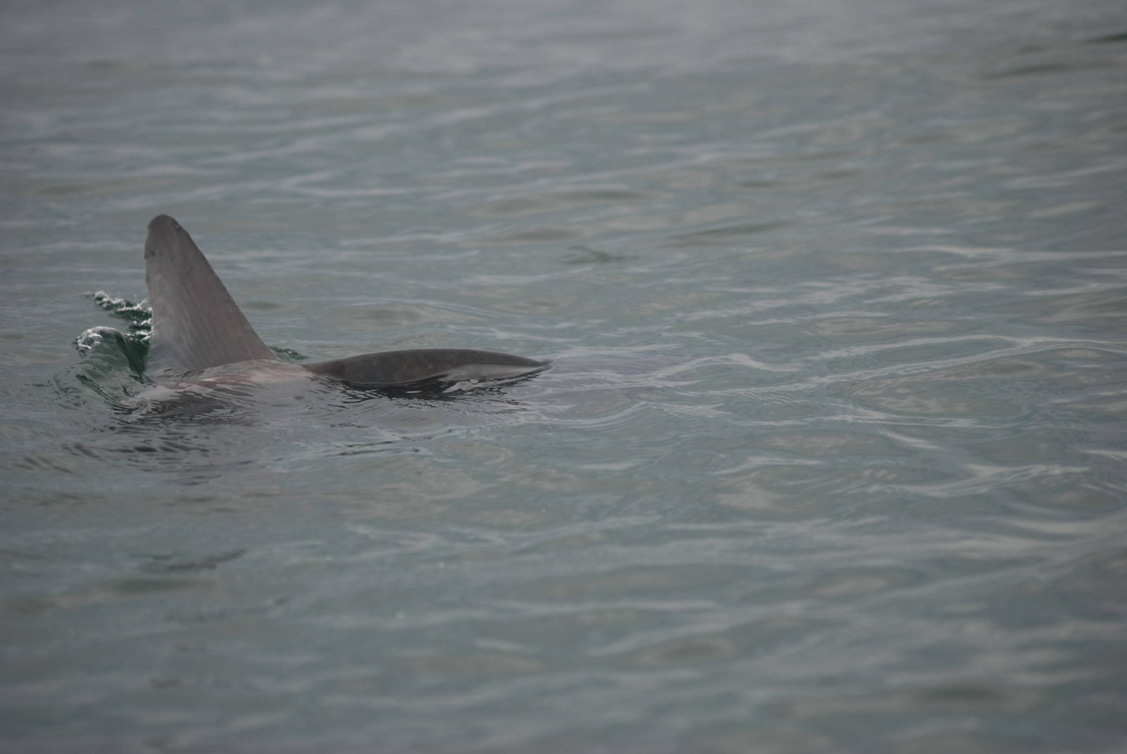 Ocean Sunfish - between Ramsey and Grassholm, 01/08/11