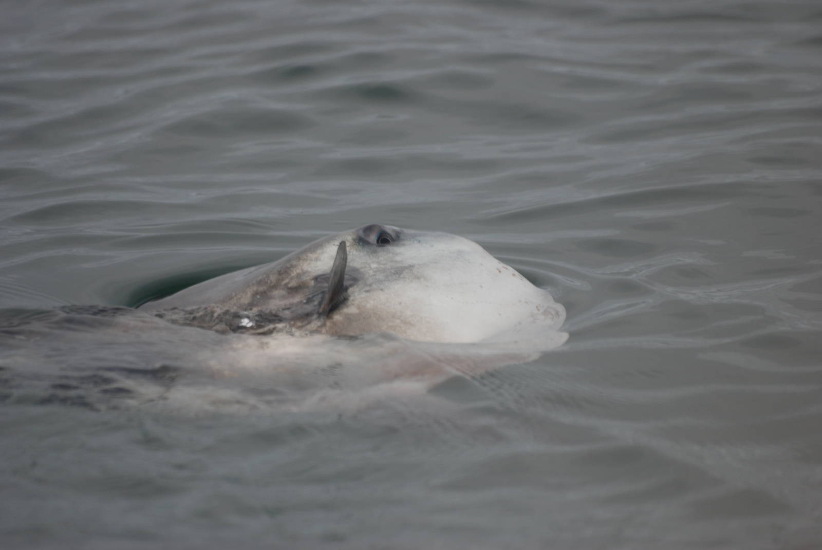 Ocean Sunfish - between Ramsey and Grassholm, 01/08/11